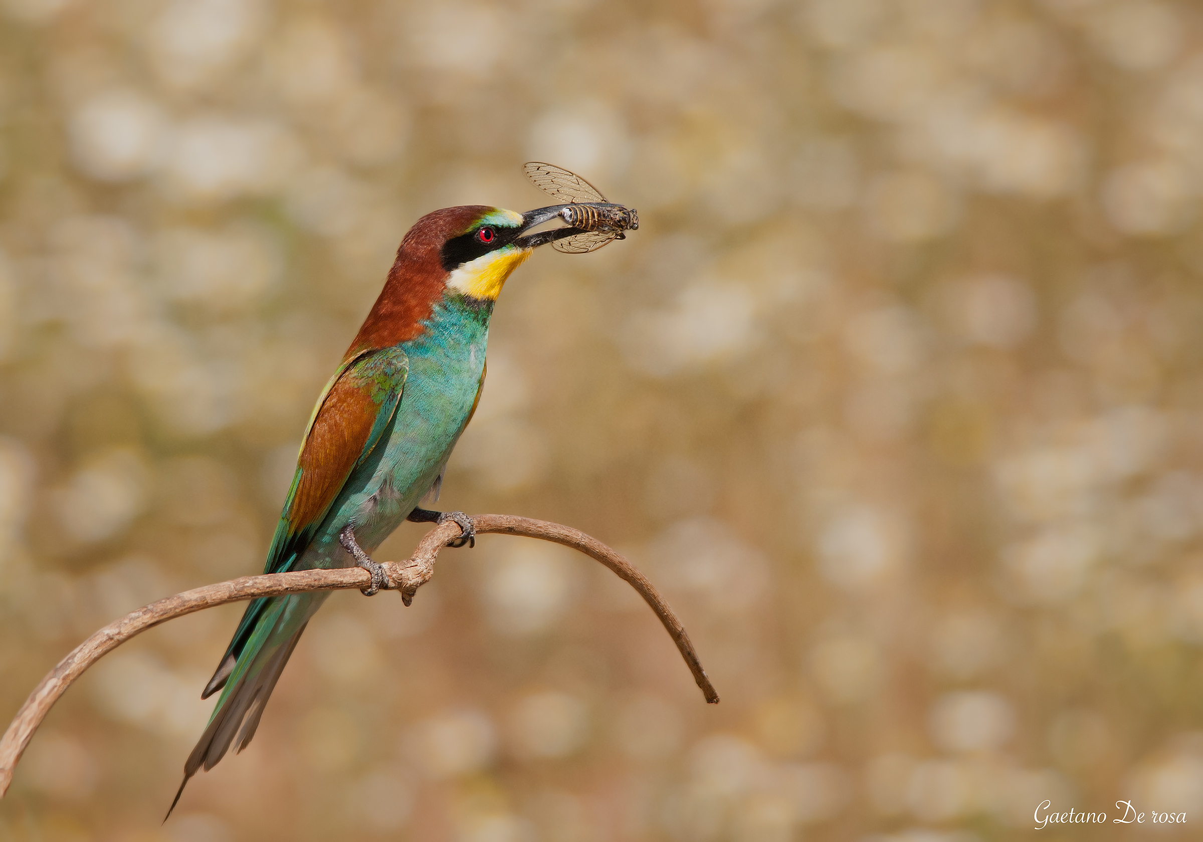 Bee-eater with bee...