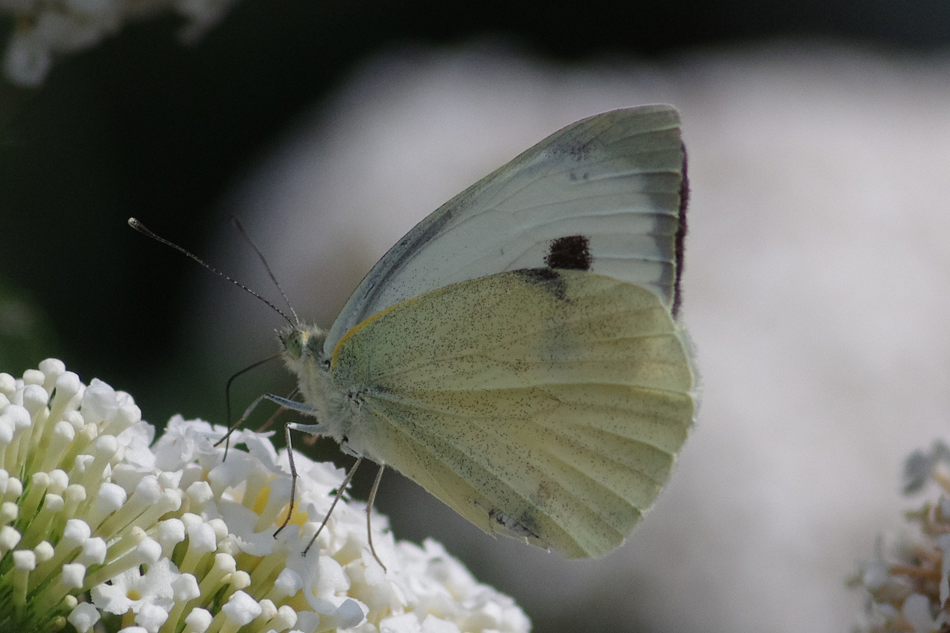 cabbage butterfly...