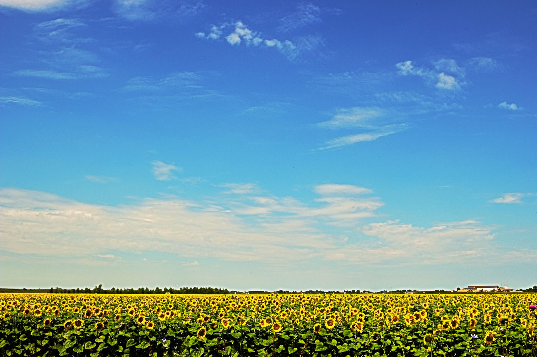 sunflowers...