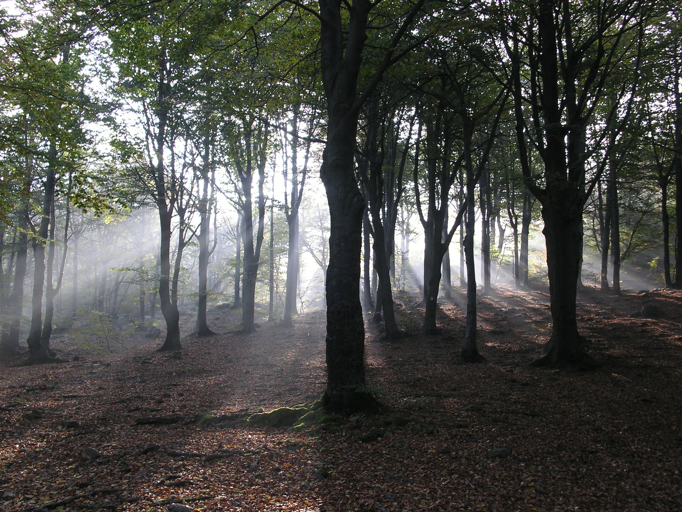 Rays of light in beech forest...