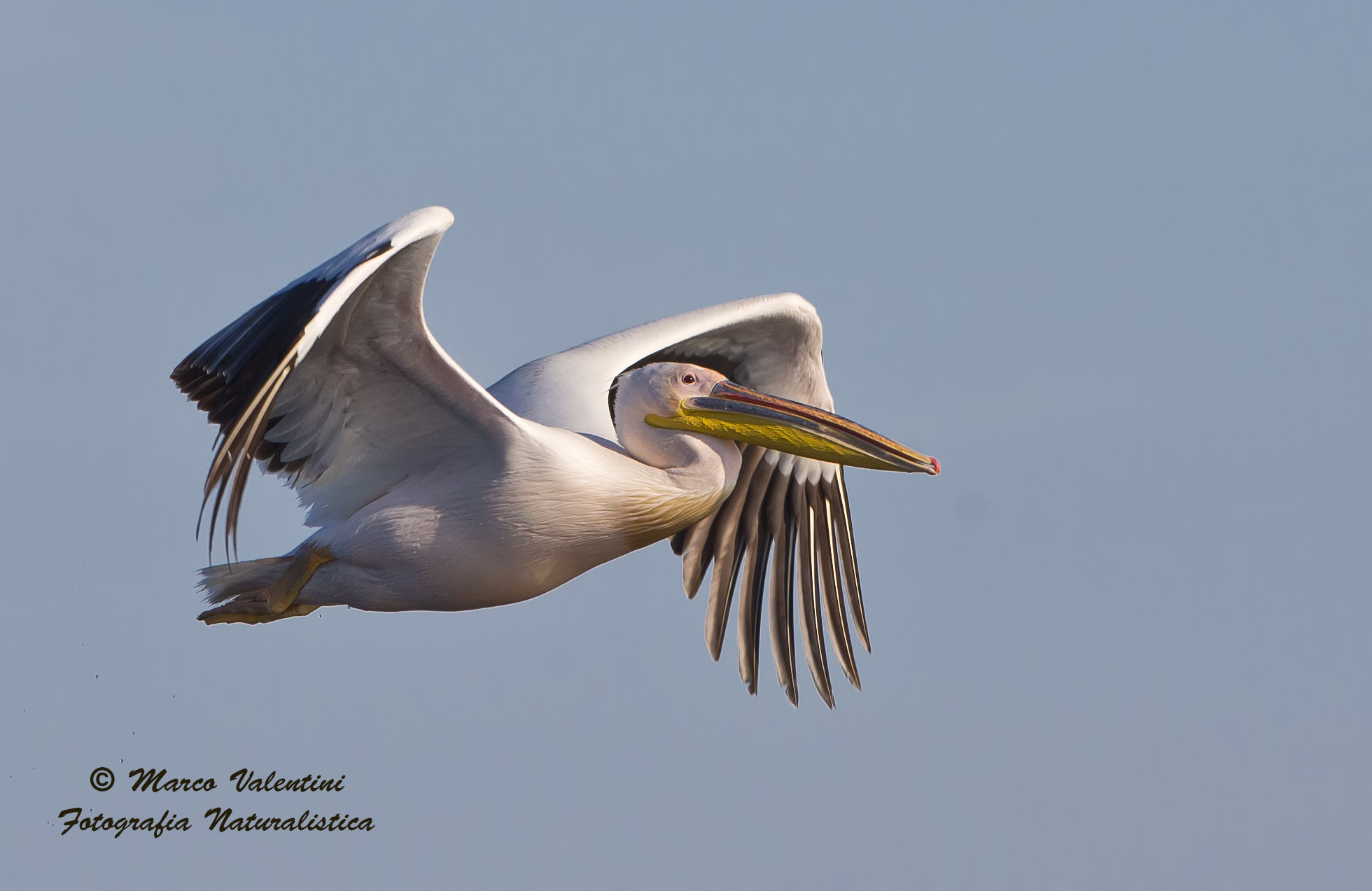 Flight of the pelican...