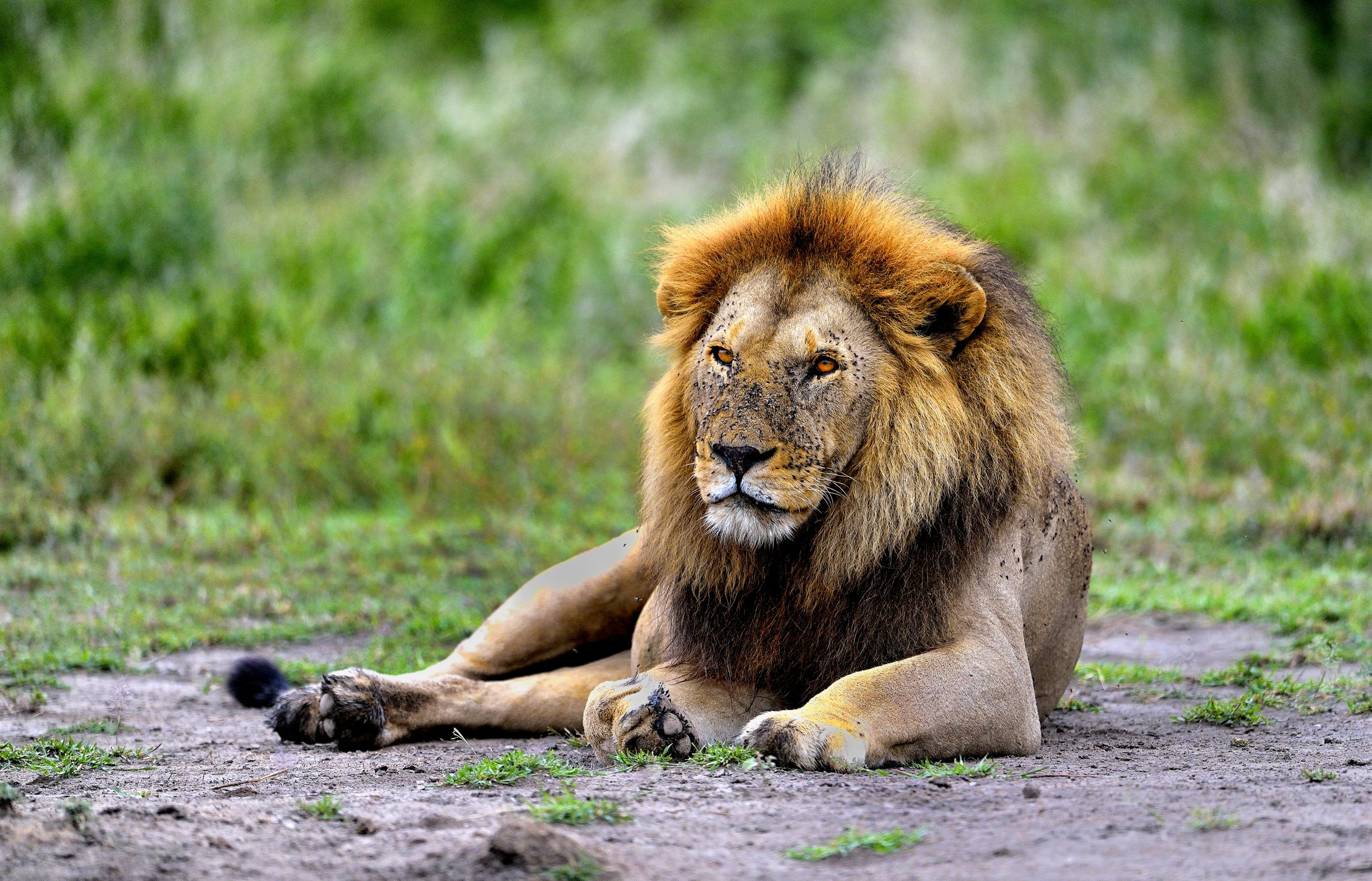 Ngorongoro Conservation Area - Leoncini...