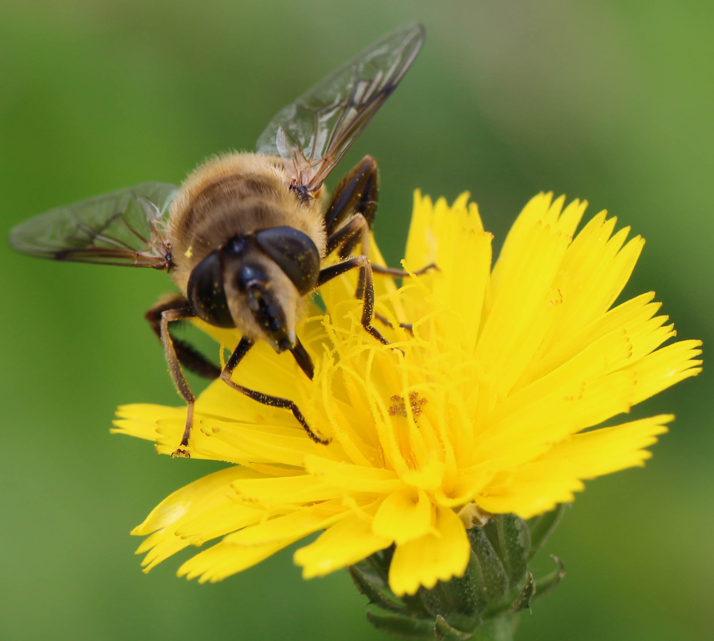 Bee nectarine...