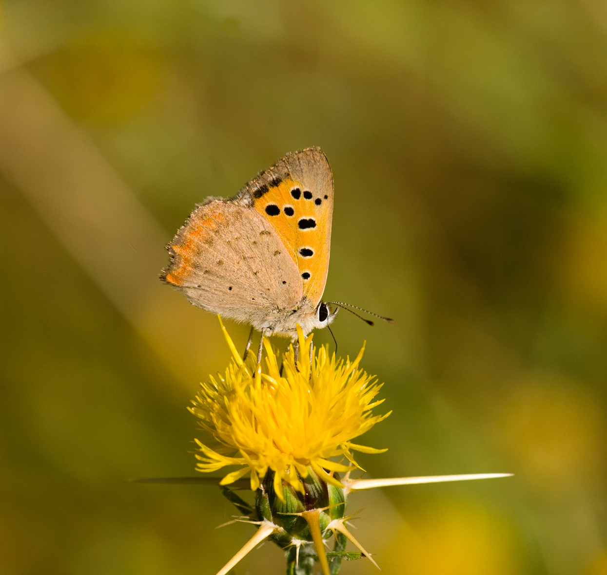 Lycaenidae, Lycaena phlaeas...