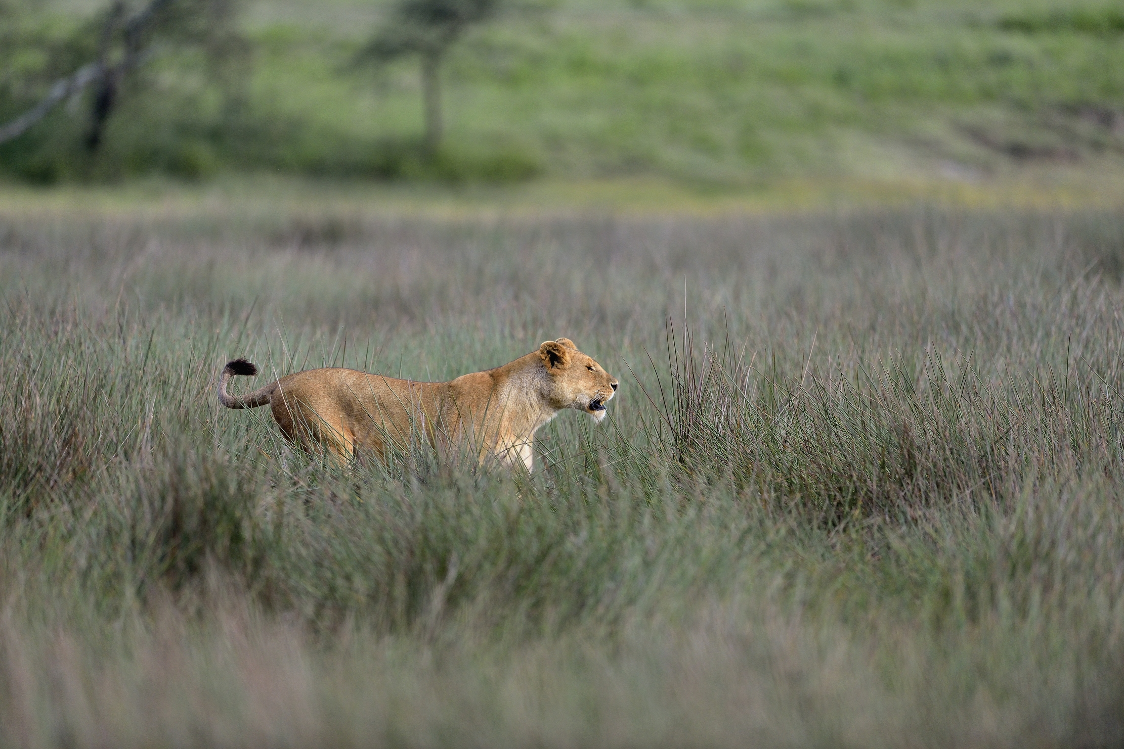 Lioness...