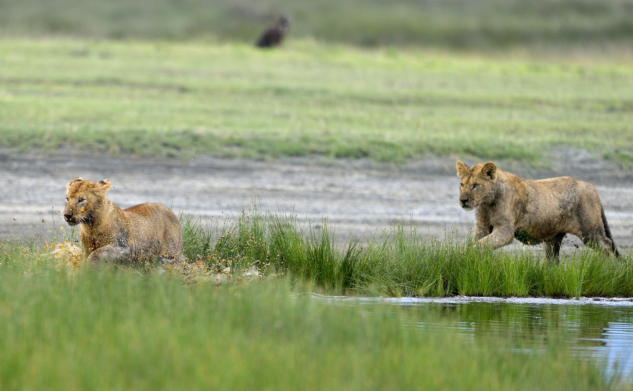 Ngotrongoro Cons. Area - young lions...