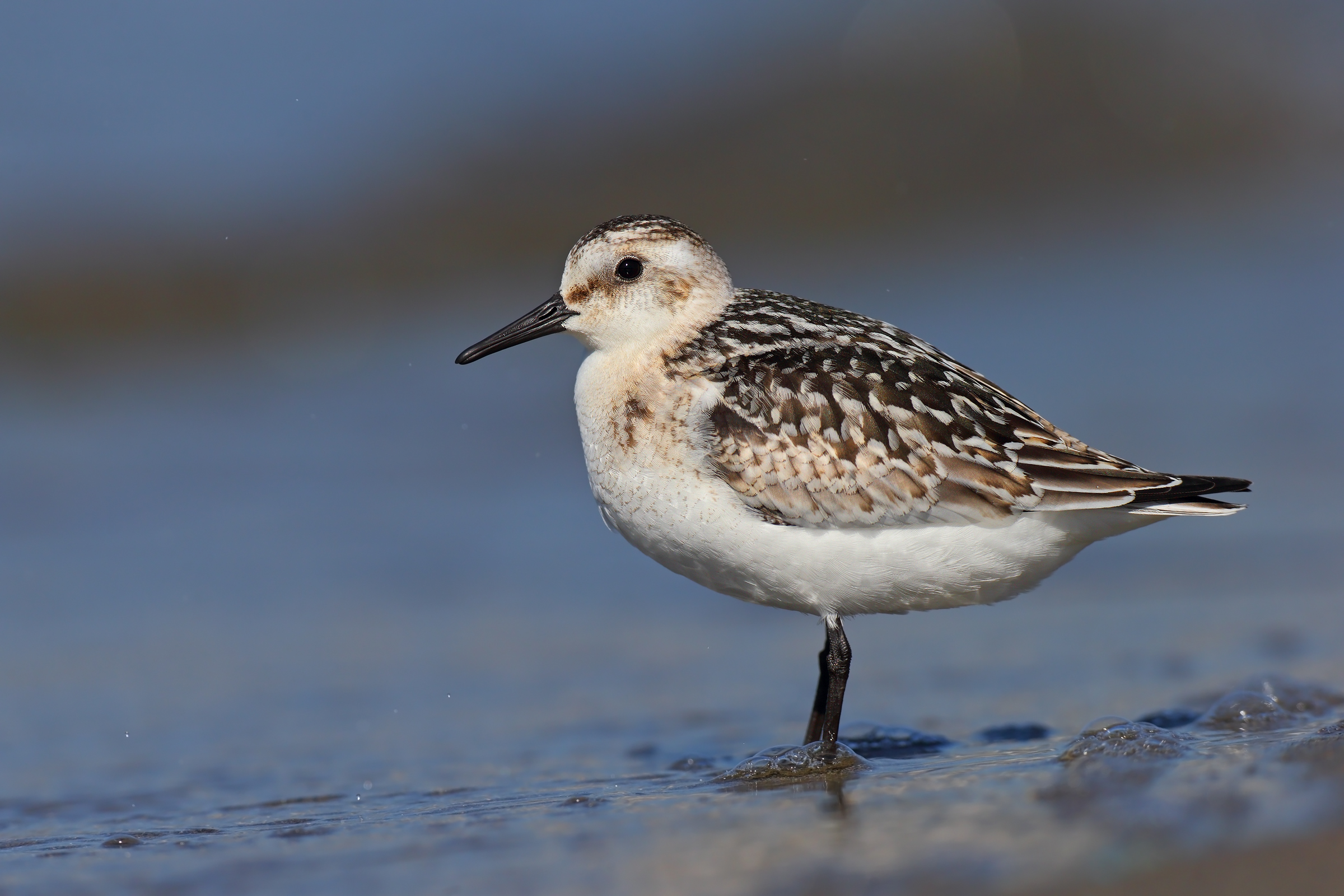 Sanderling...