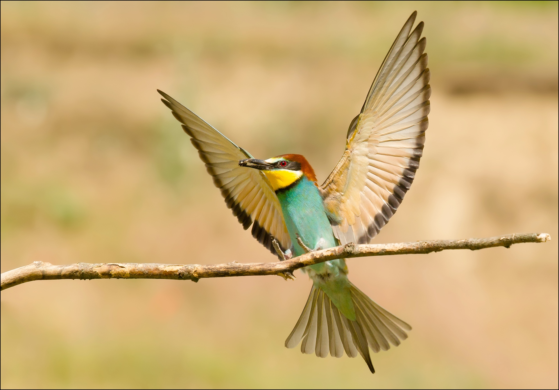 Bee eater...