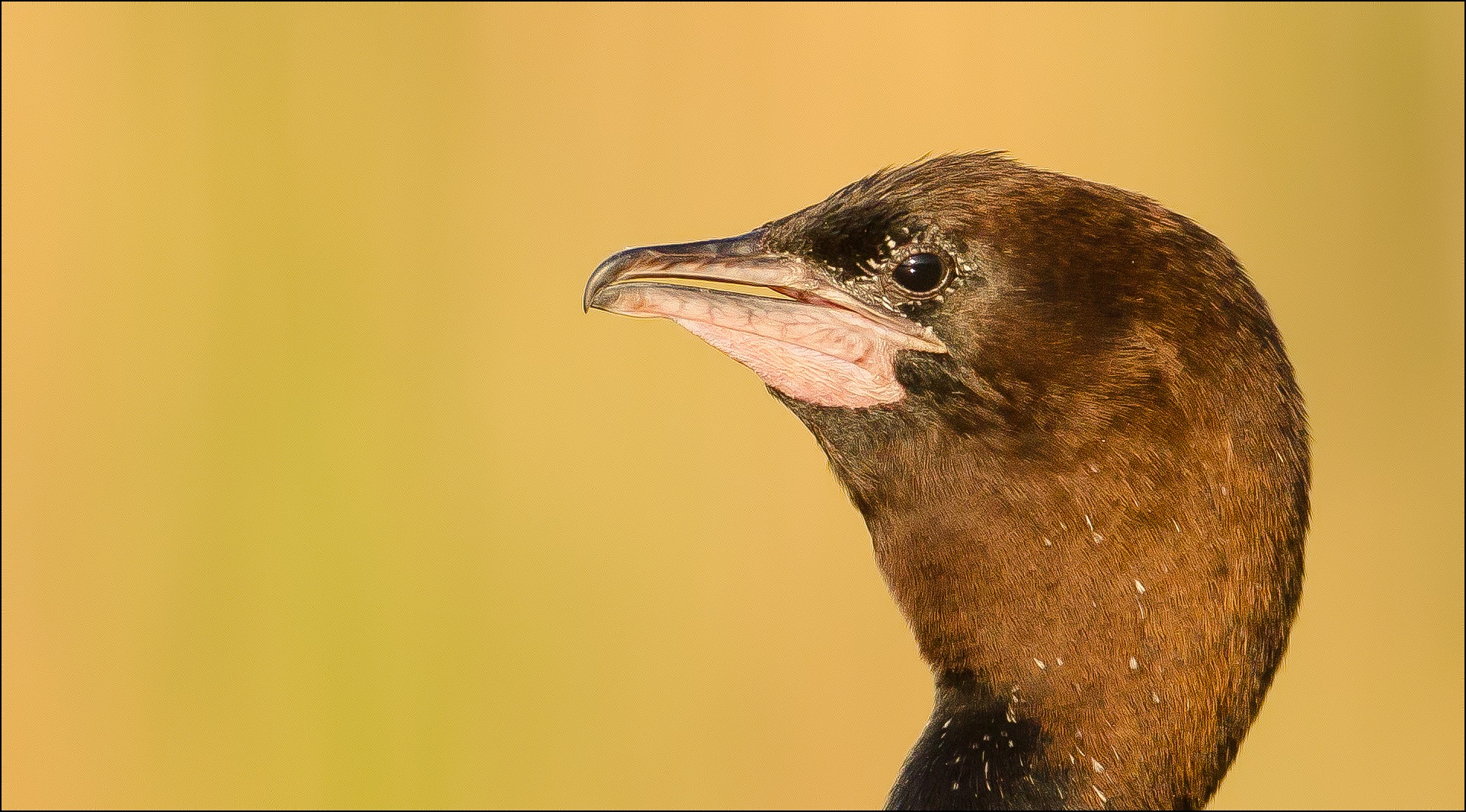 Pygmant cormorant...