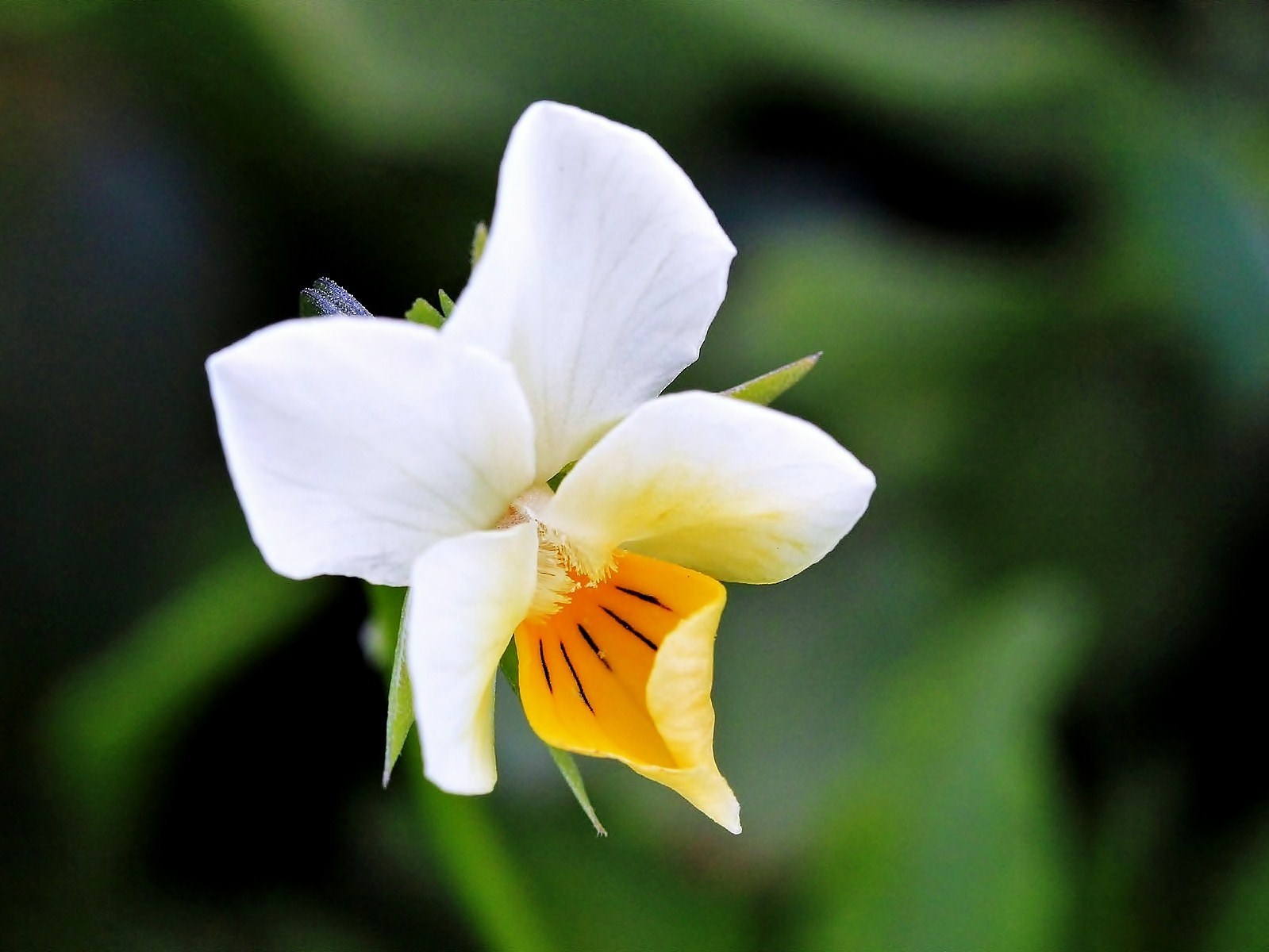 Viola arvensis (Viola dei campi)...