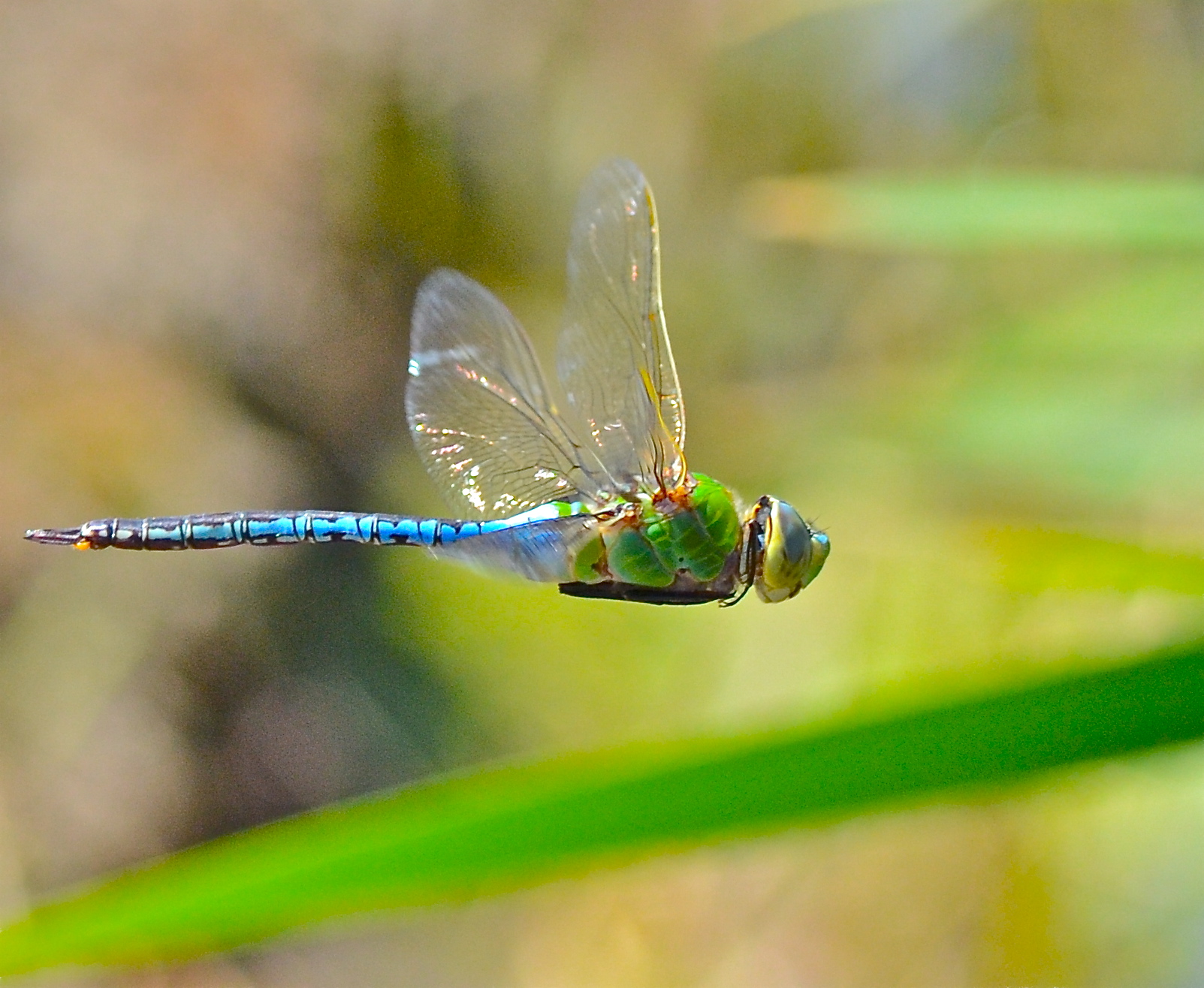 Comuni Libellula verde Darner in volo...