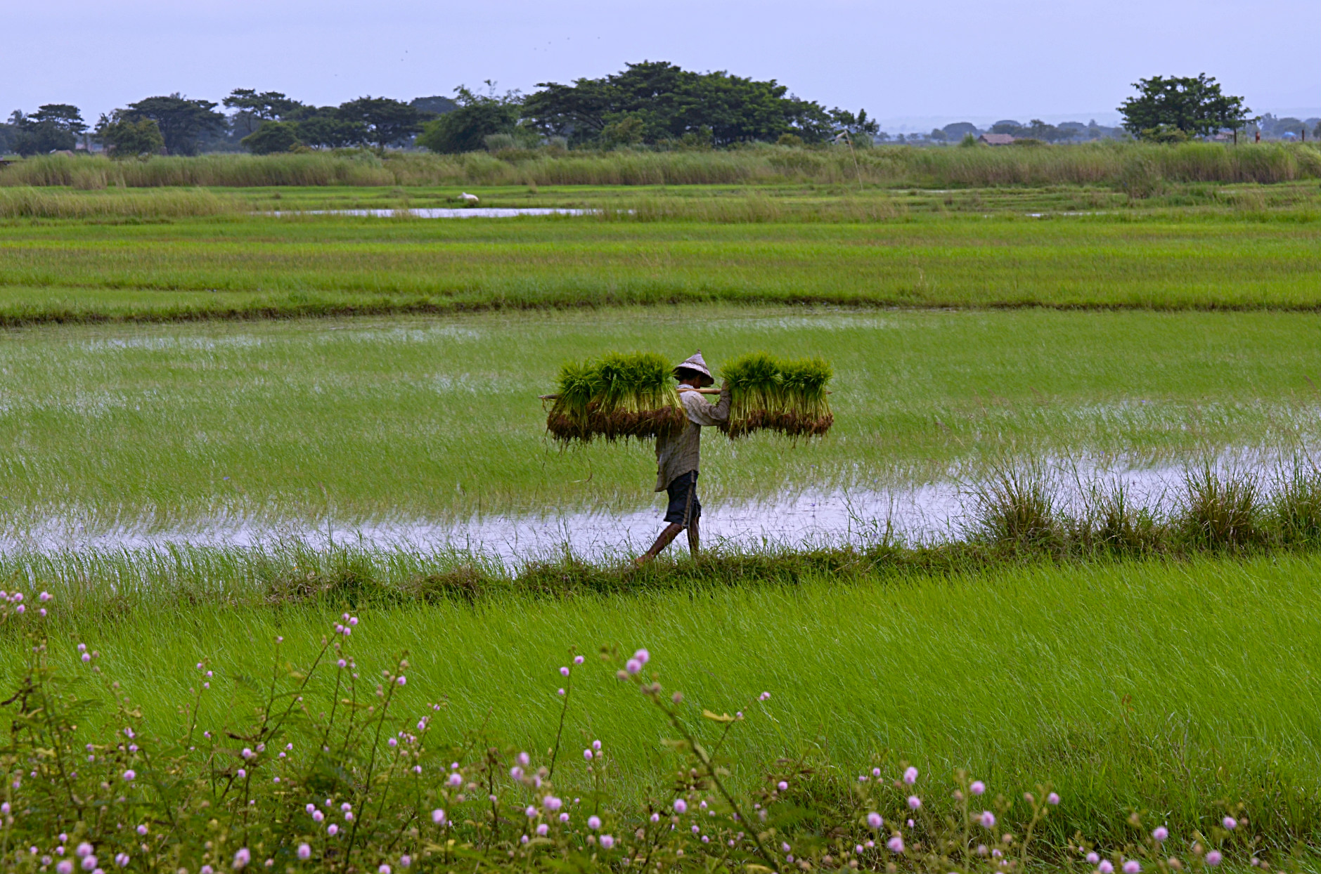 Al lavoro nelle risaie del Myanmar...