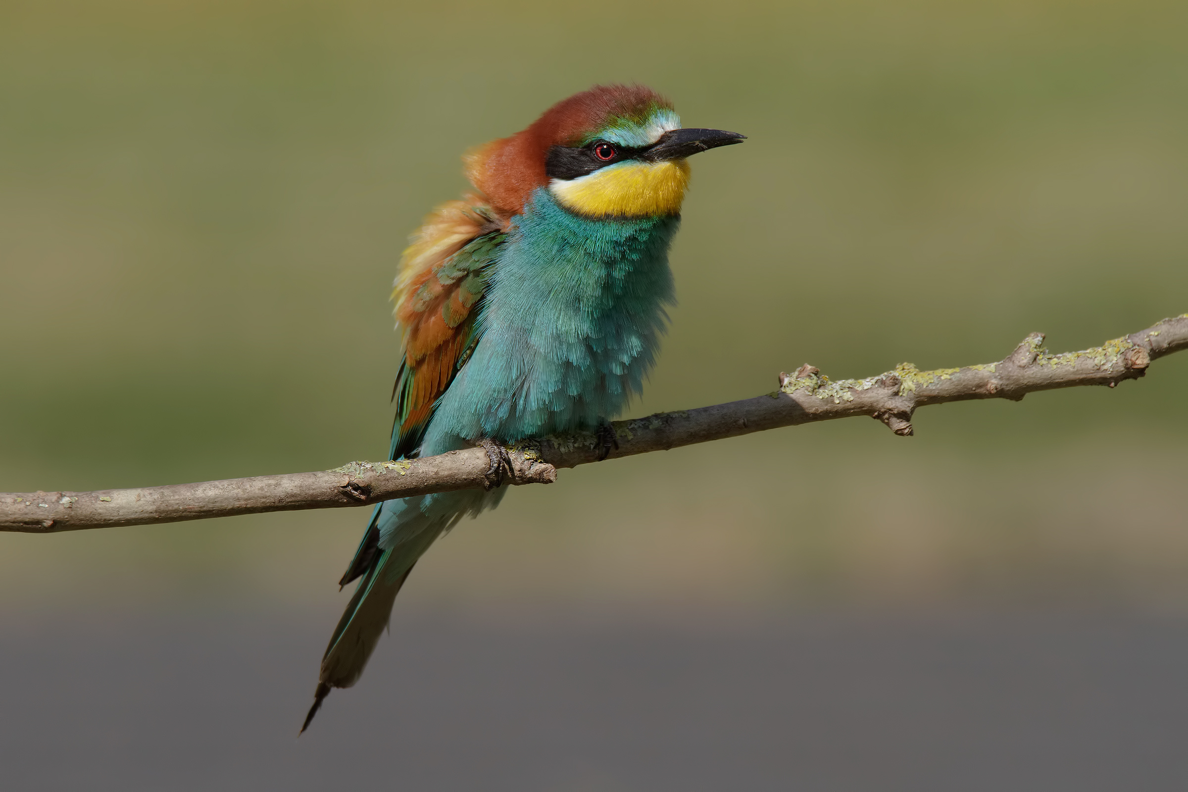 Bee-eater with 7D + Tamrex...