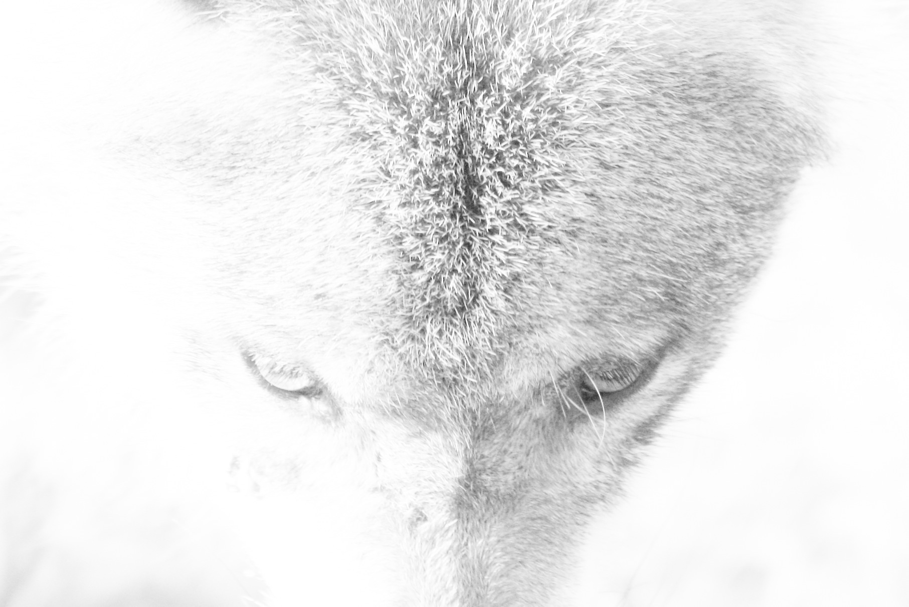 Wolf...
