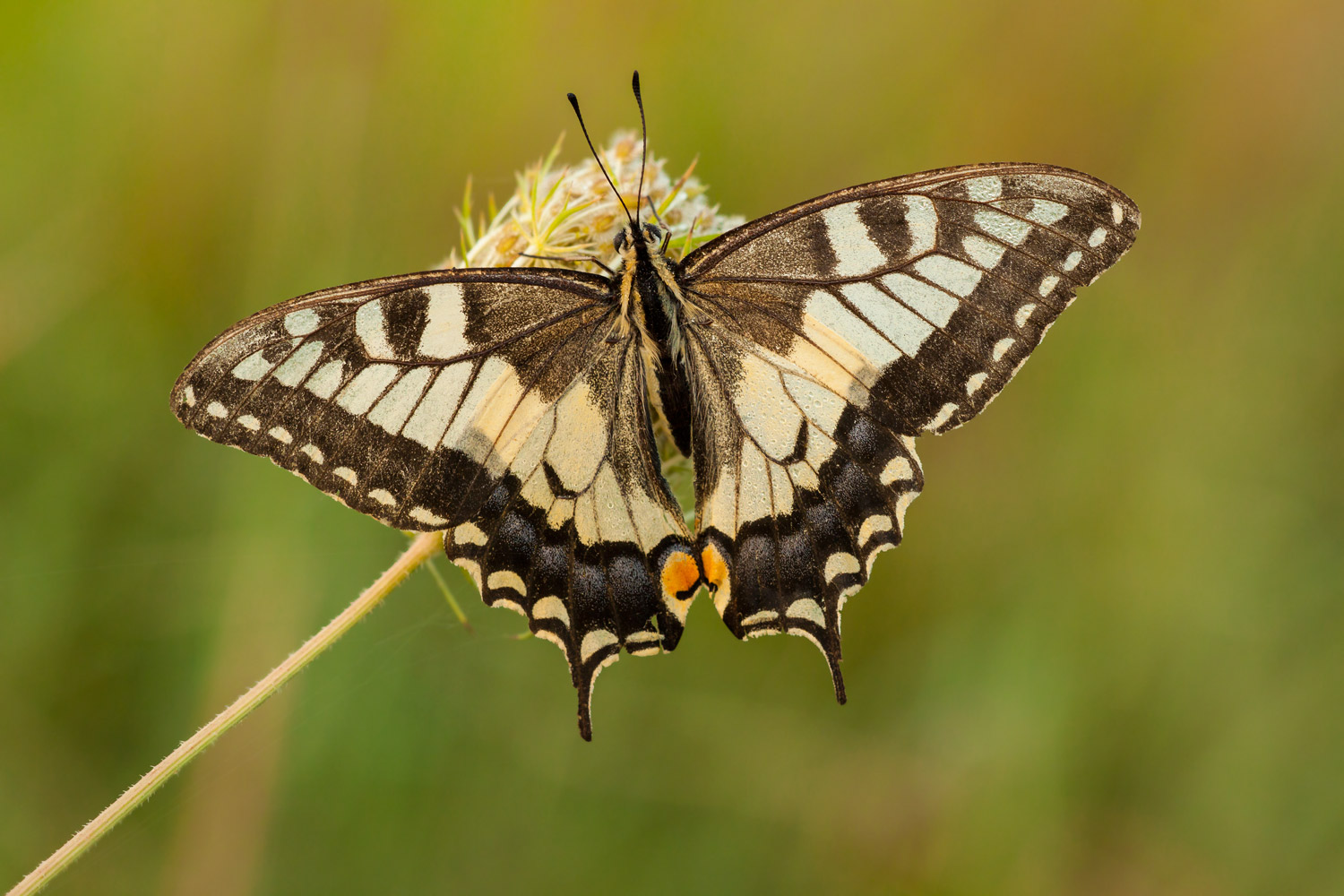 Papilio 2...