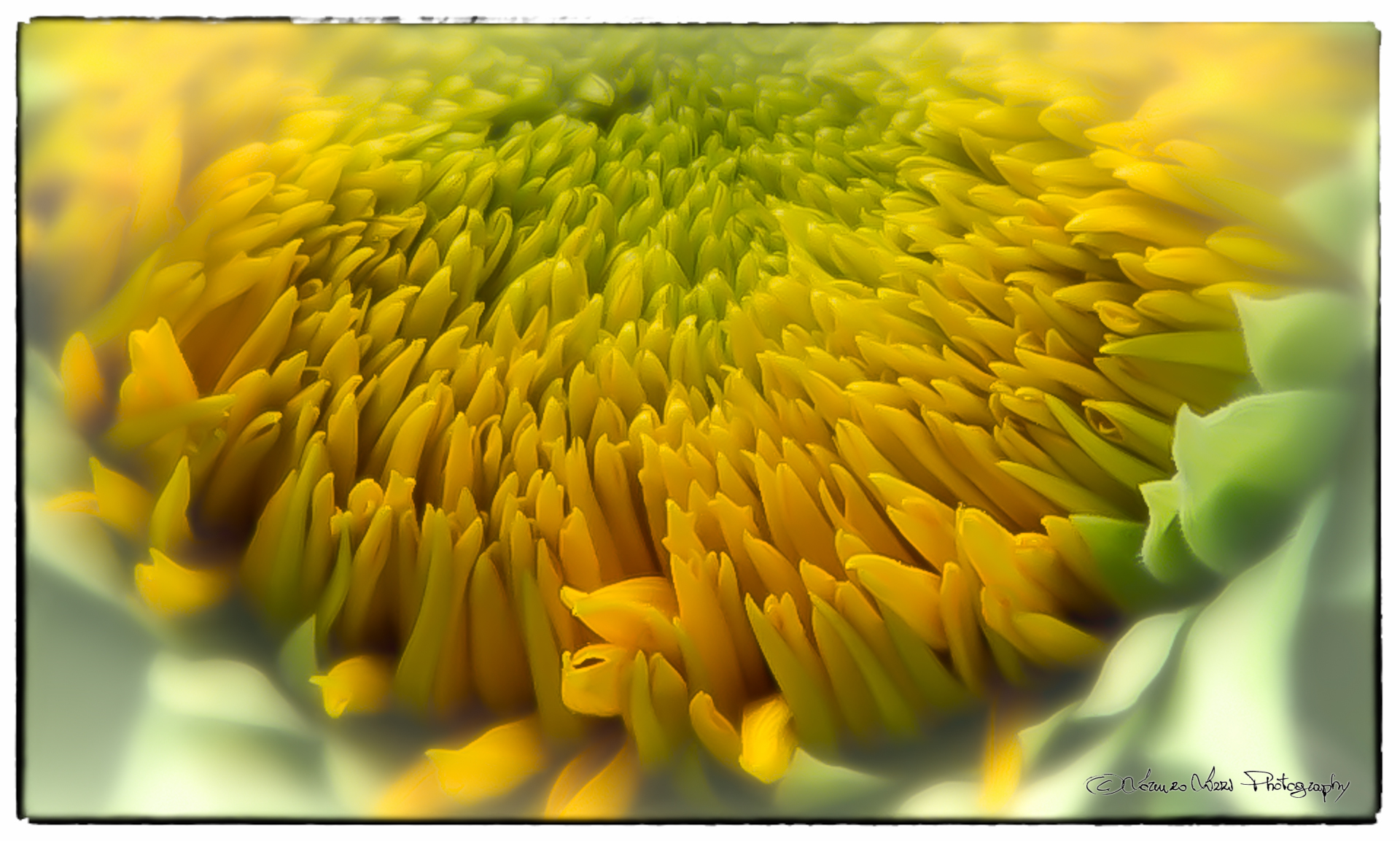 anemones sunflower...