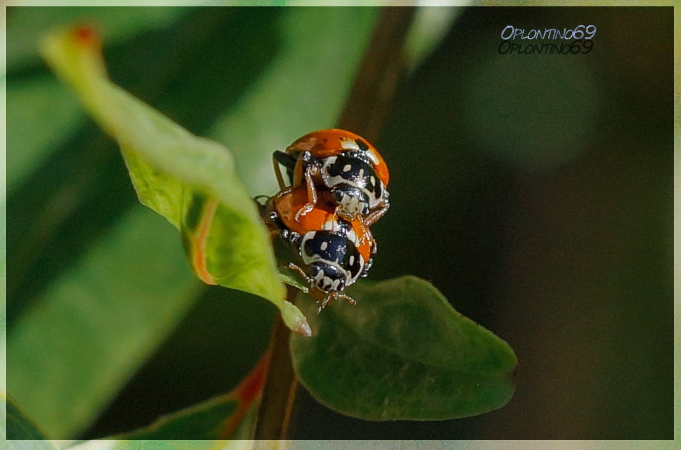 a shot by voyeur "ladybugs"...
