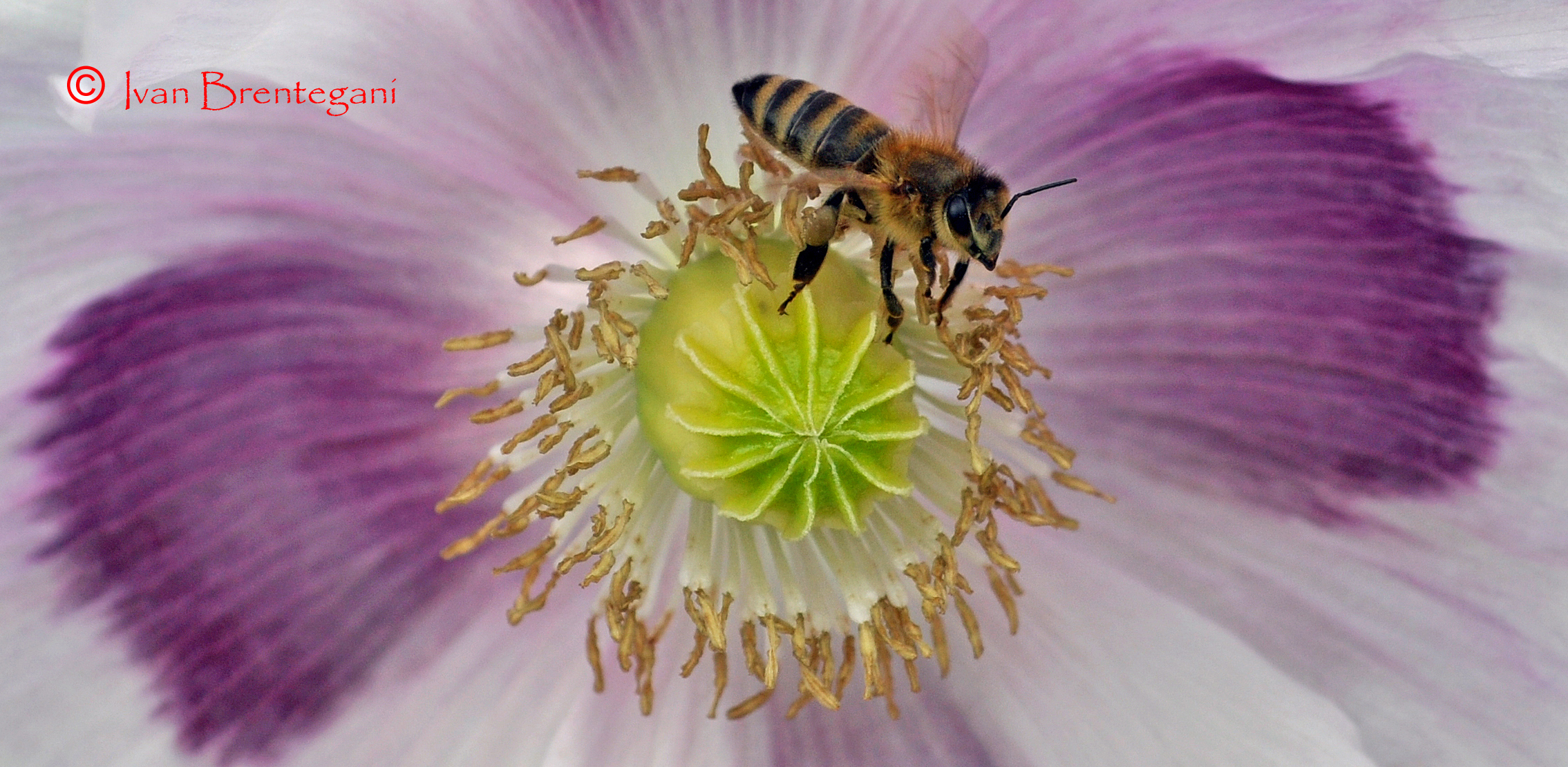 From flower to flower ...... The sweet bee flight...