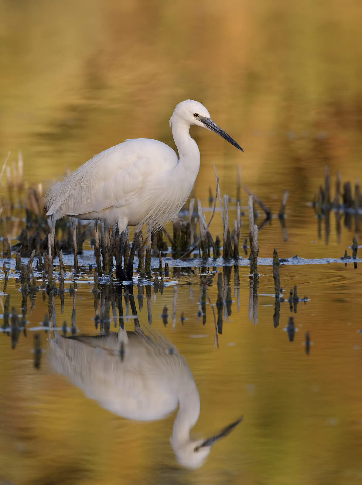 Egret...