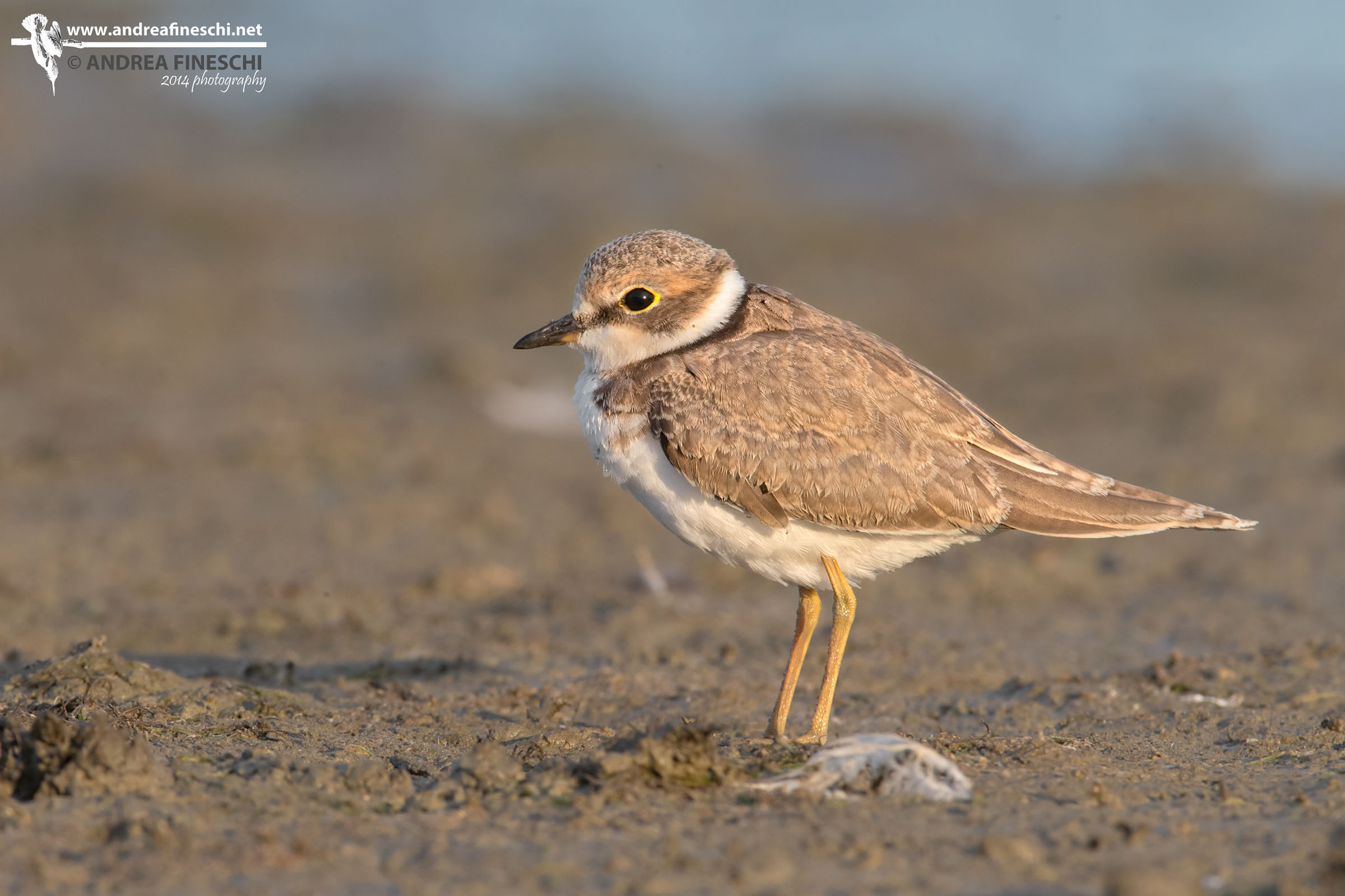 Little Ringed Plover the last light of day...