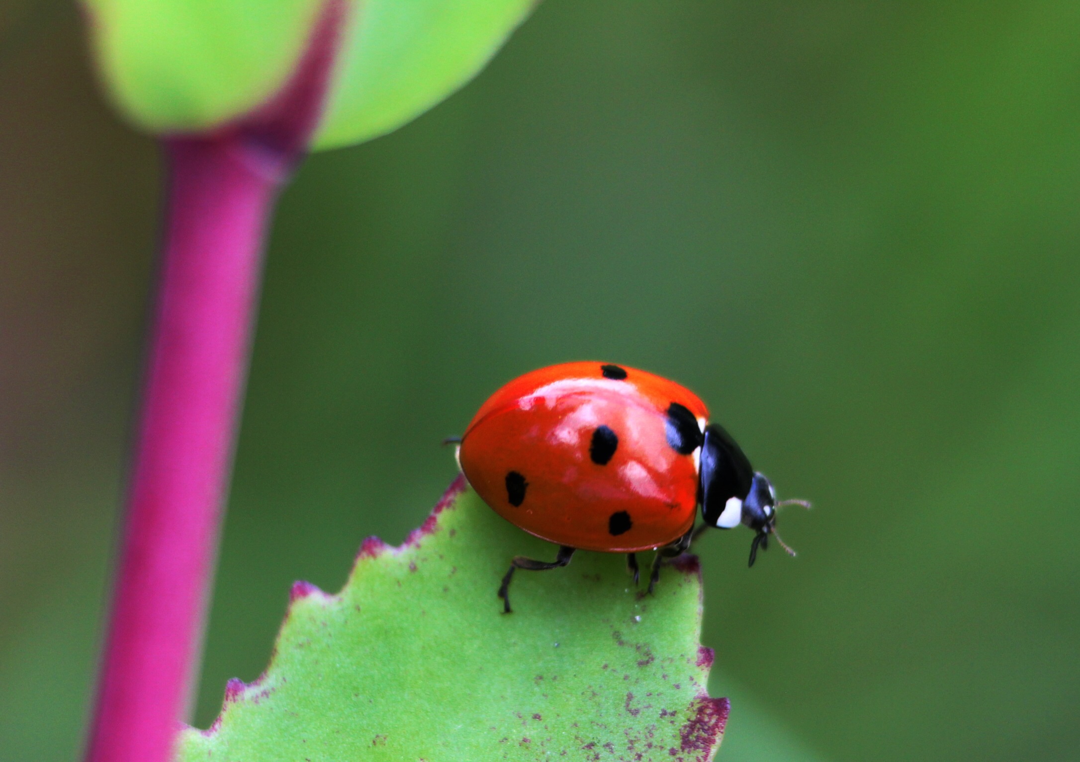 Coccinella...