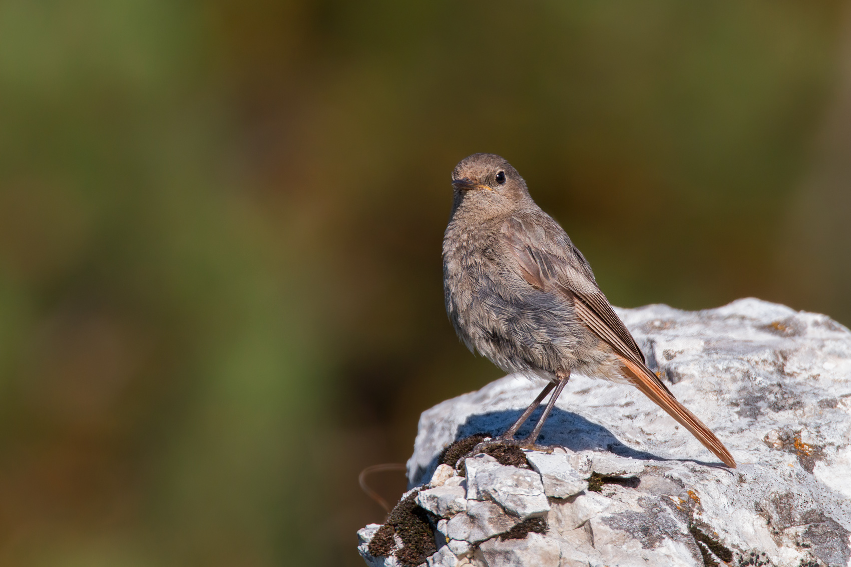 Black Redstart...