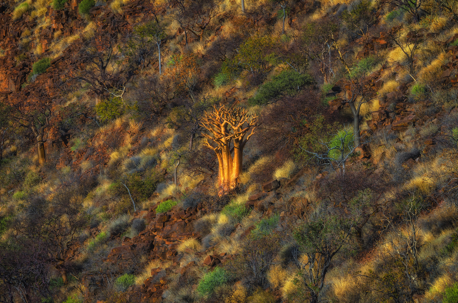 Baobab in winter austral light...