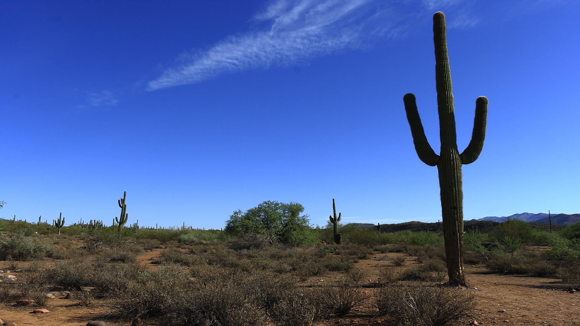 Cactus in Phoenix - USA...