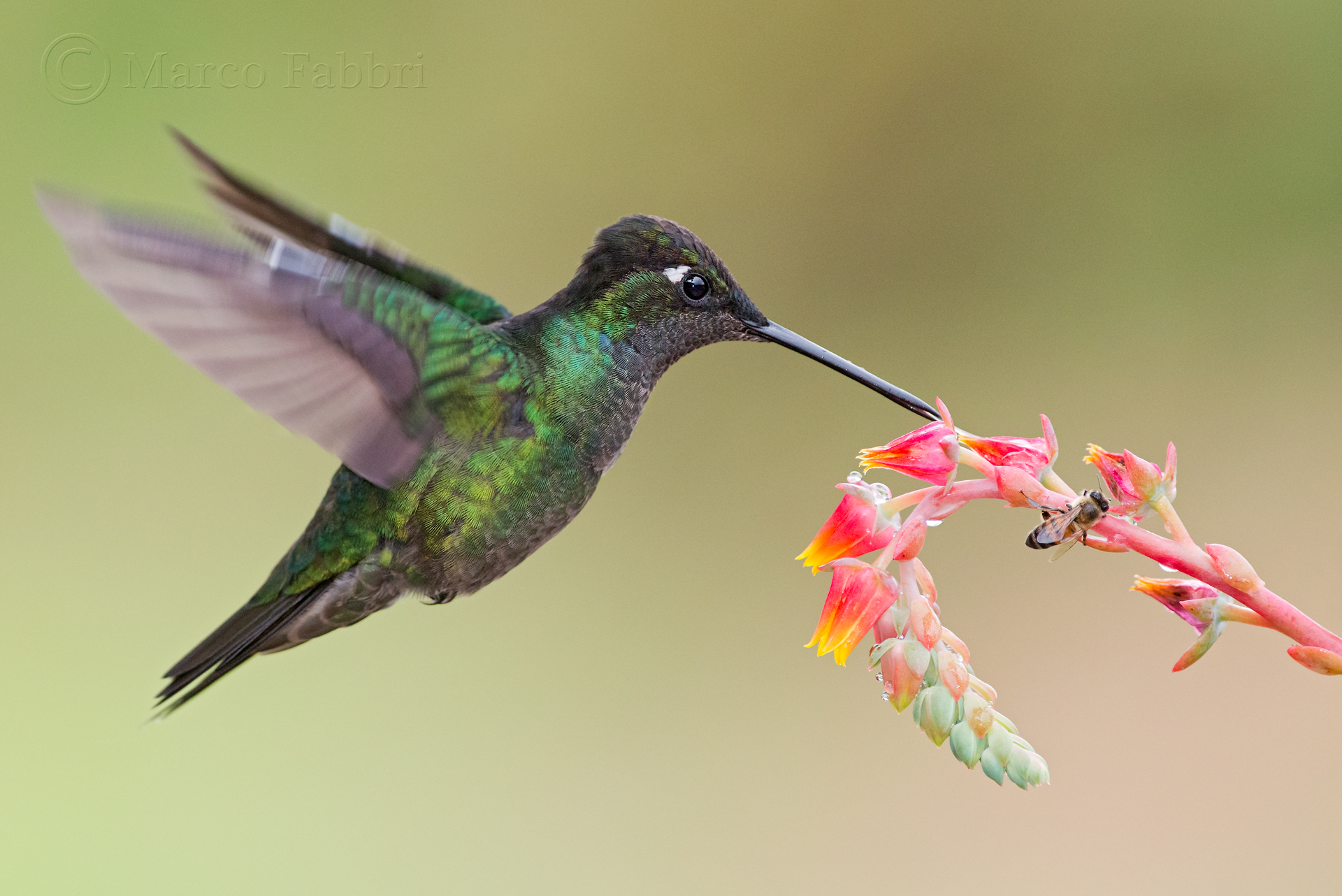 Magnificent Hummingbird 2...