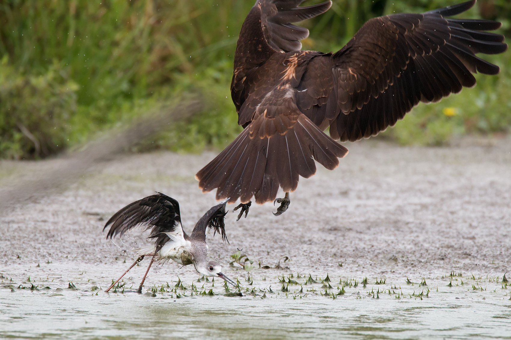 The attack of the Marsh Harrier to the young knight...