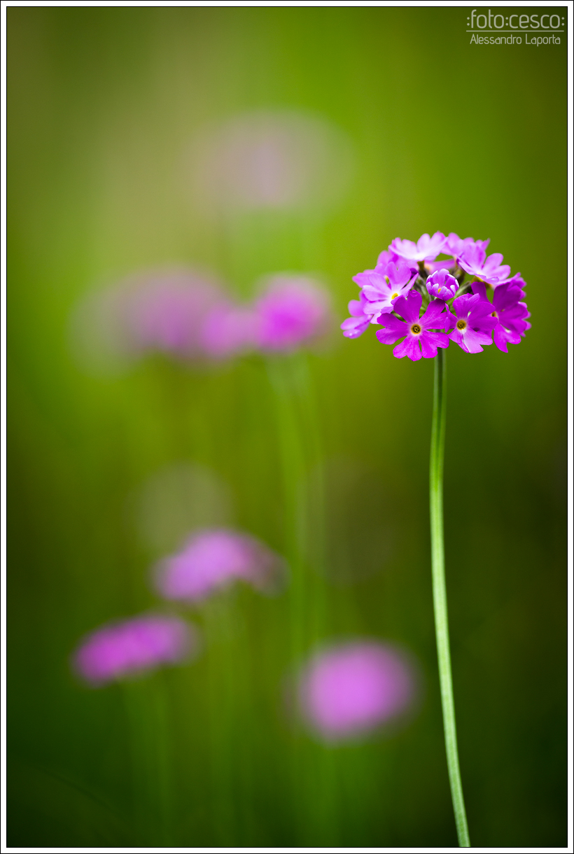 Primula farinosa...