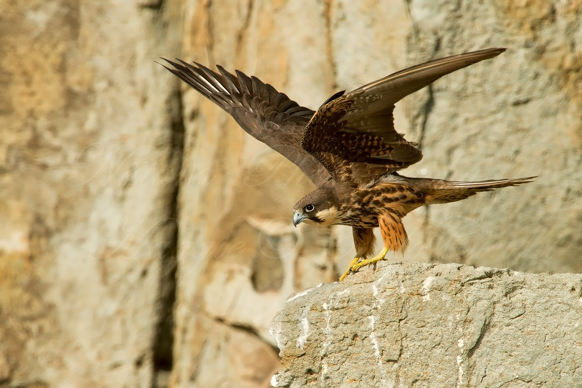 Falco della Regina - Falco eleonorae...