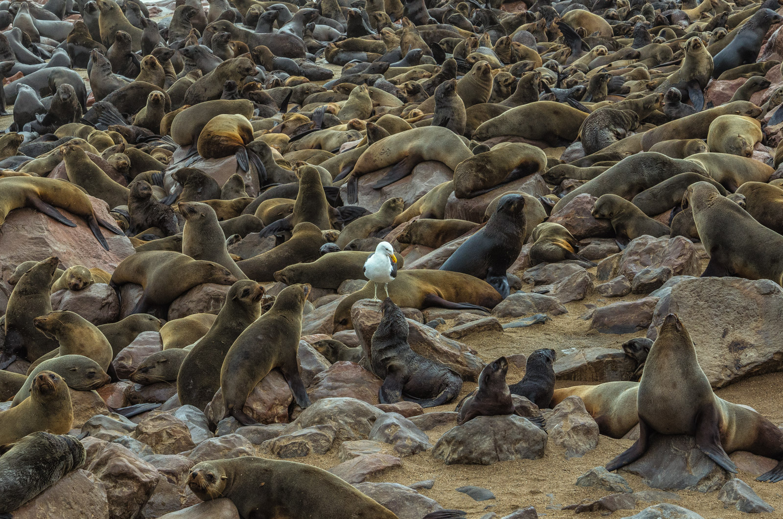 Namibian Cape Fur Seal...