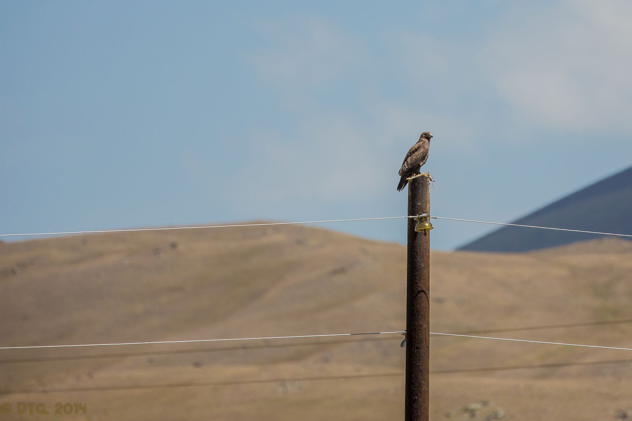 Uccelli d'Armenia 1...