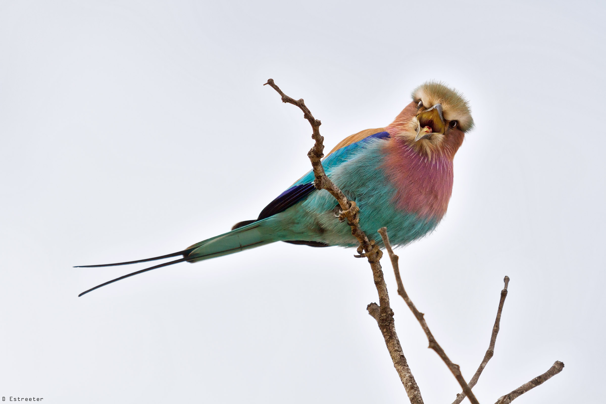 Lilac Breasted Roller...