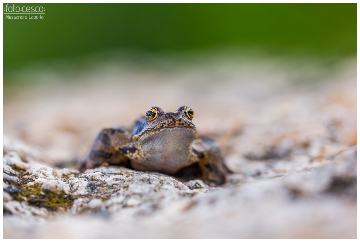 Frog...