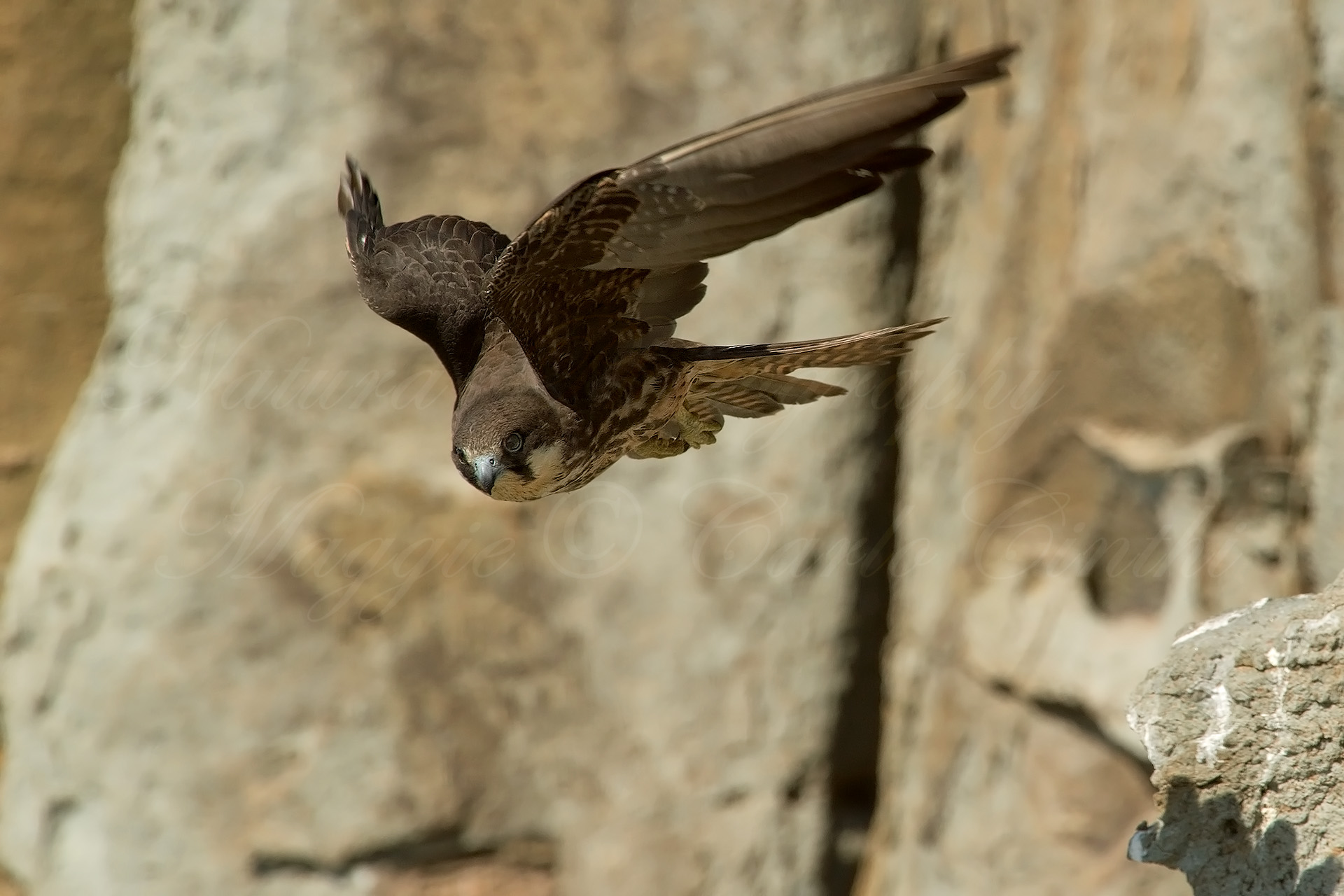 Eleonora's Falcon - Falco eleonorae...