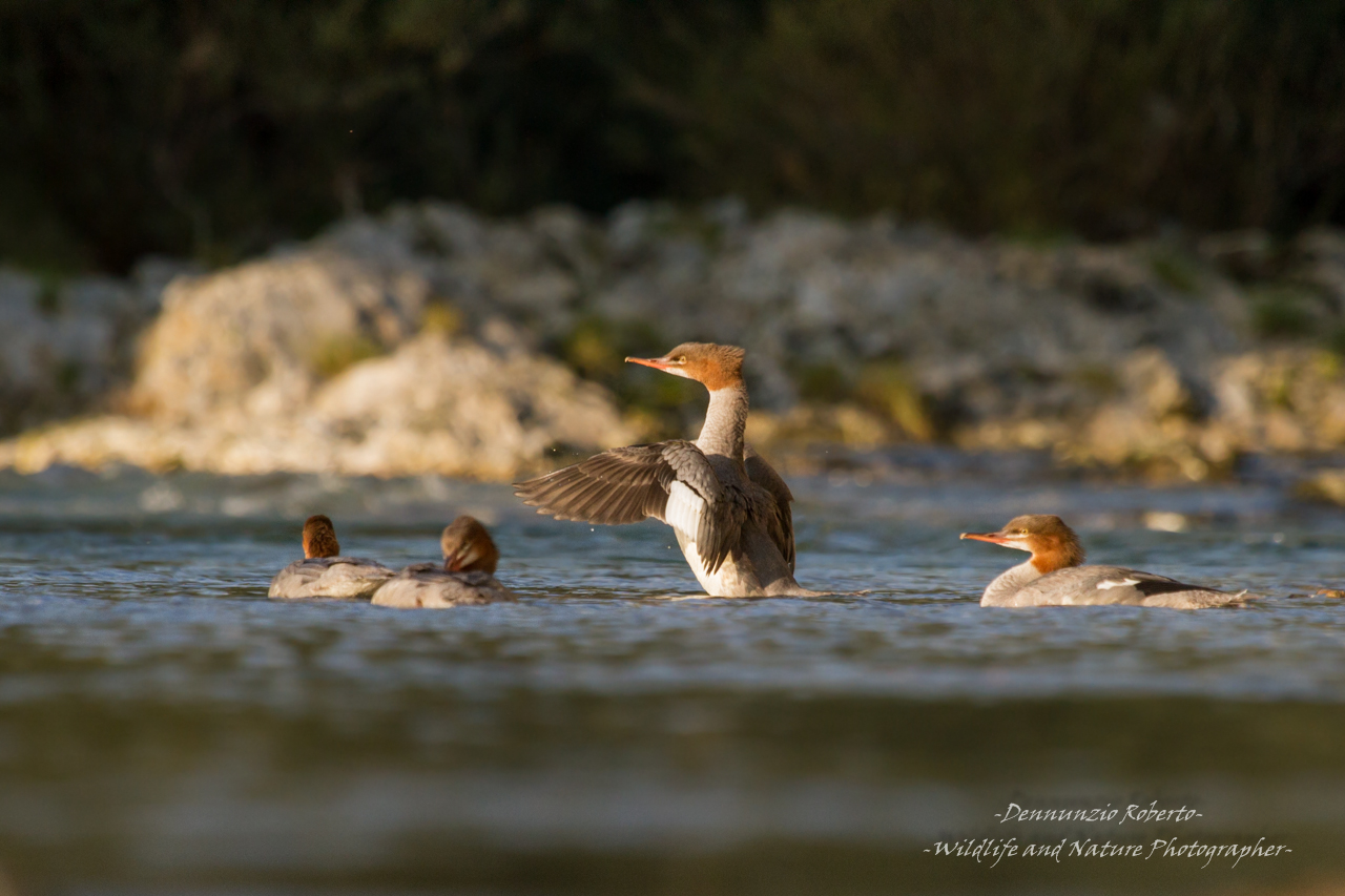 the mergansers and sunset...