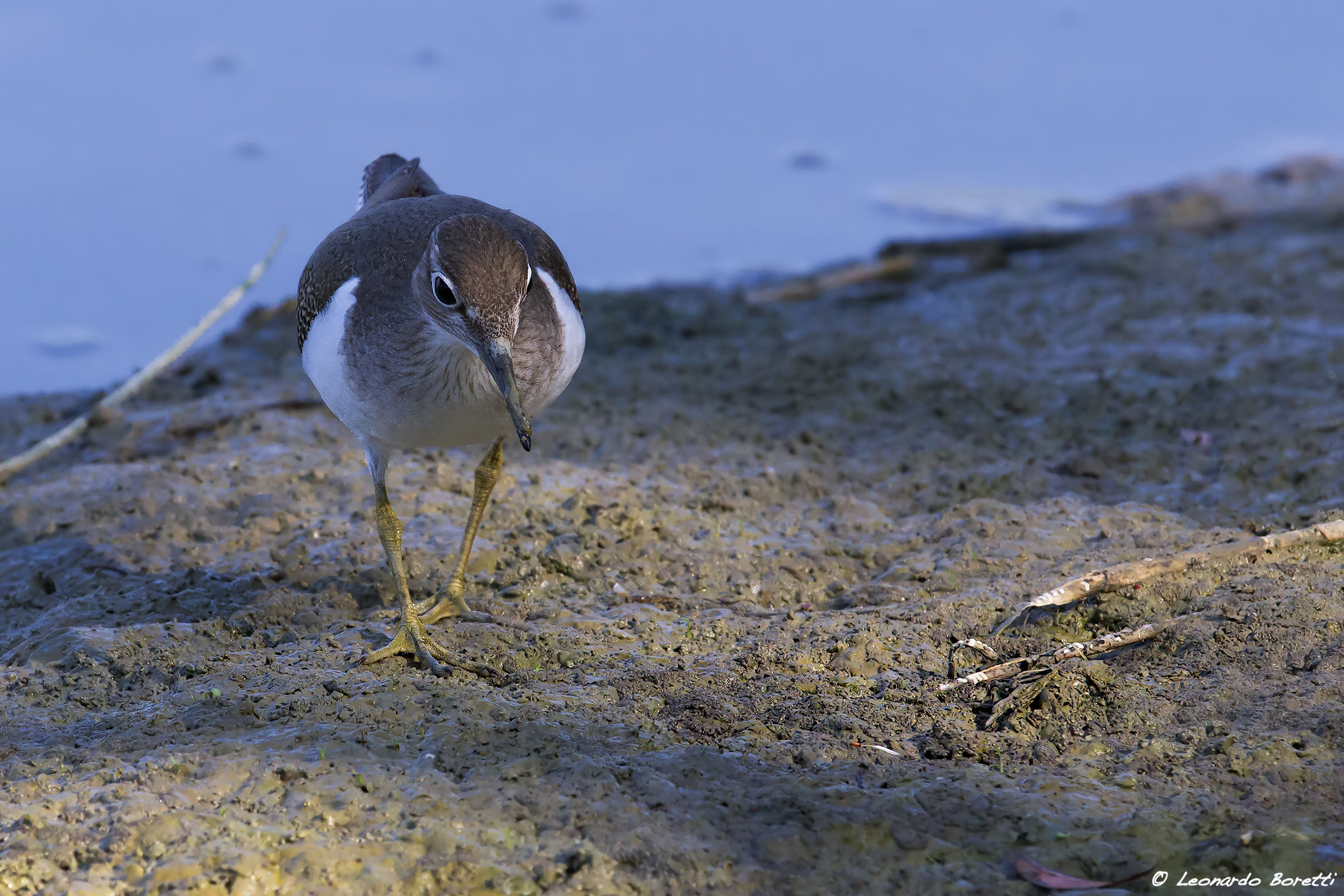 sandpiper...