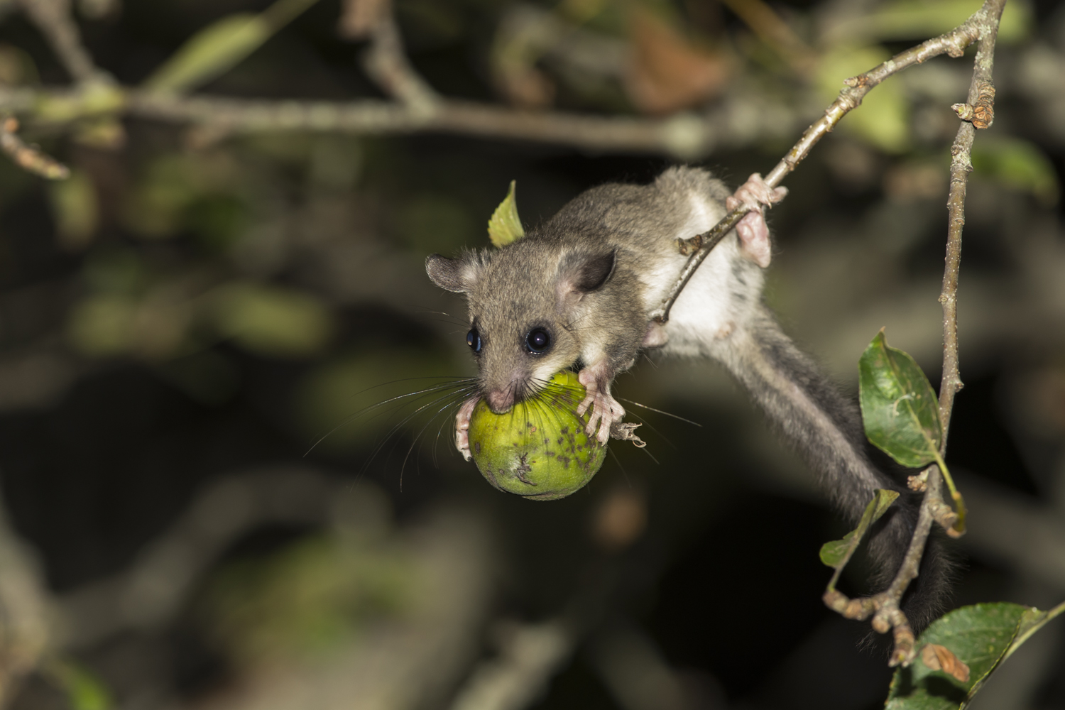 Young dormouse hungry...