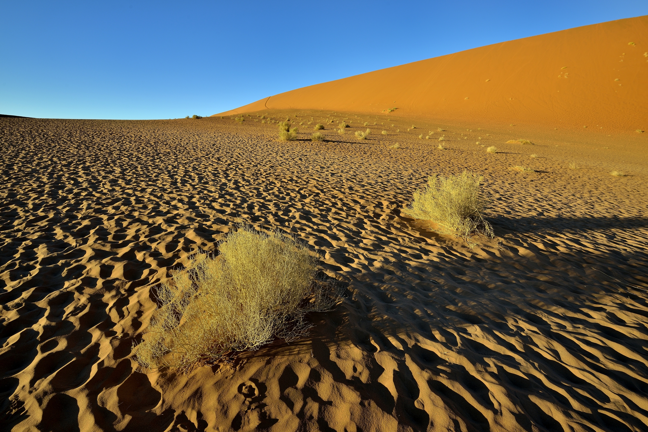 Deserto del Namib - Deadvlei...