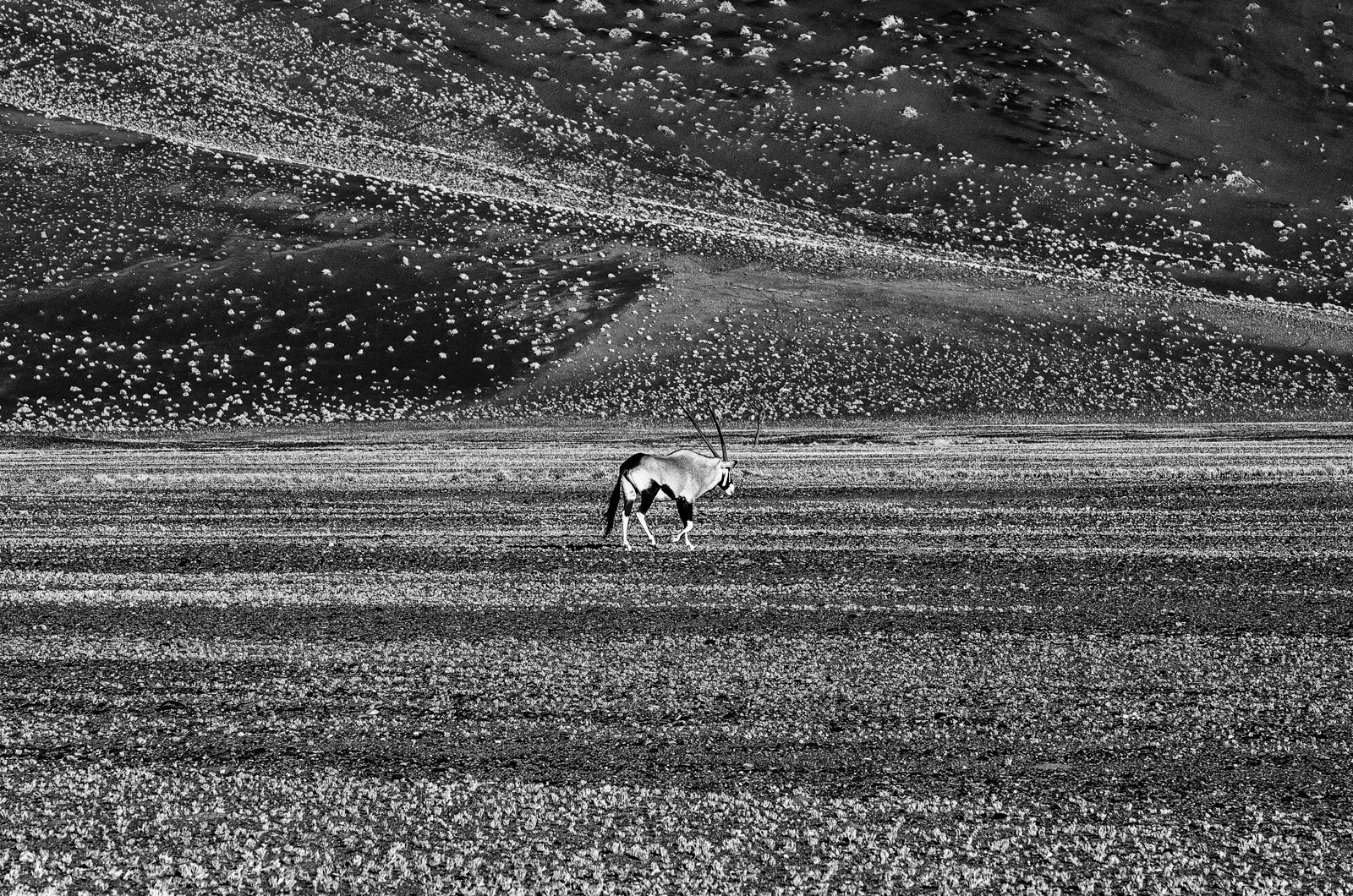 Oryx in Namib desert...