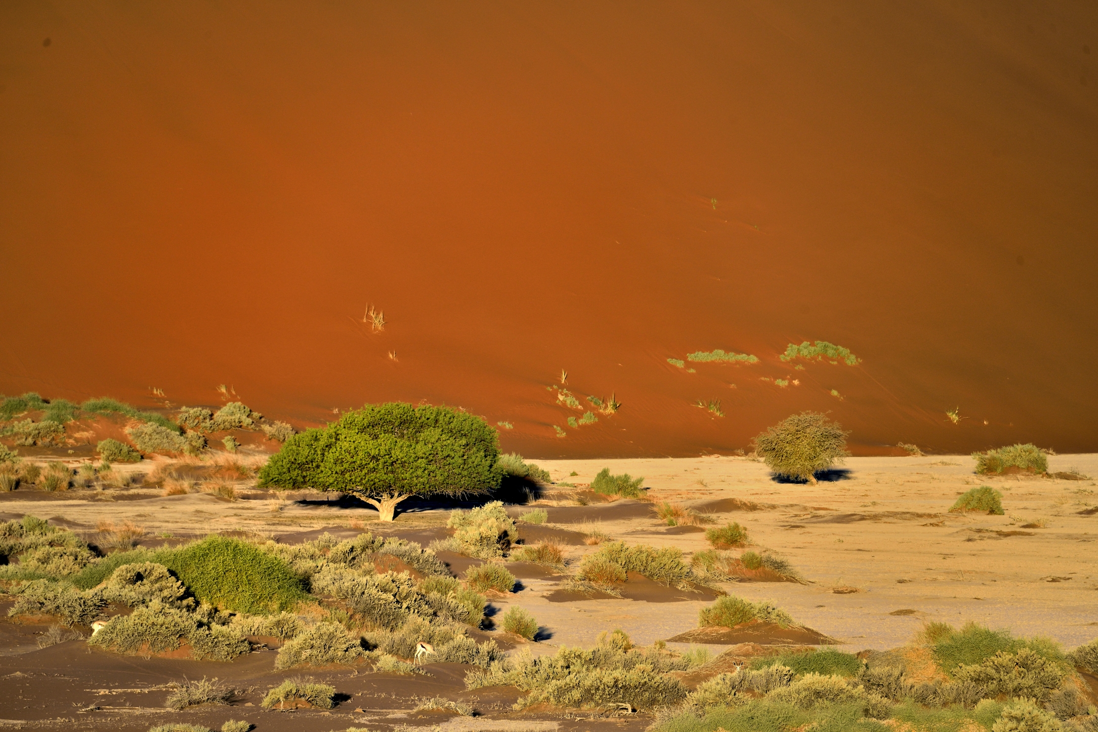 Namib Desert - Sossusvlei...