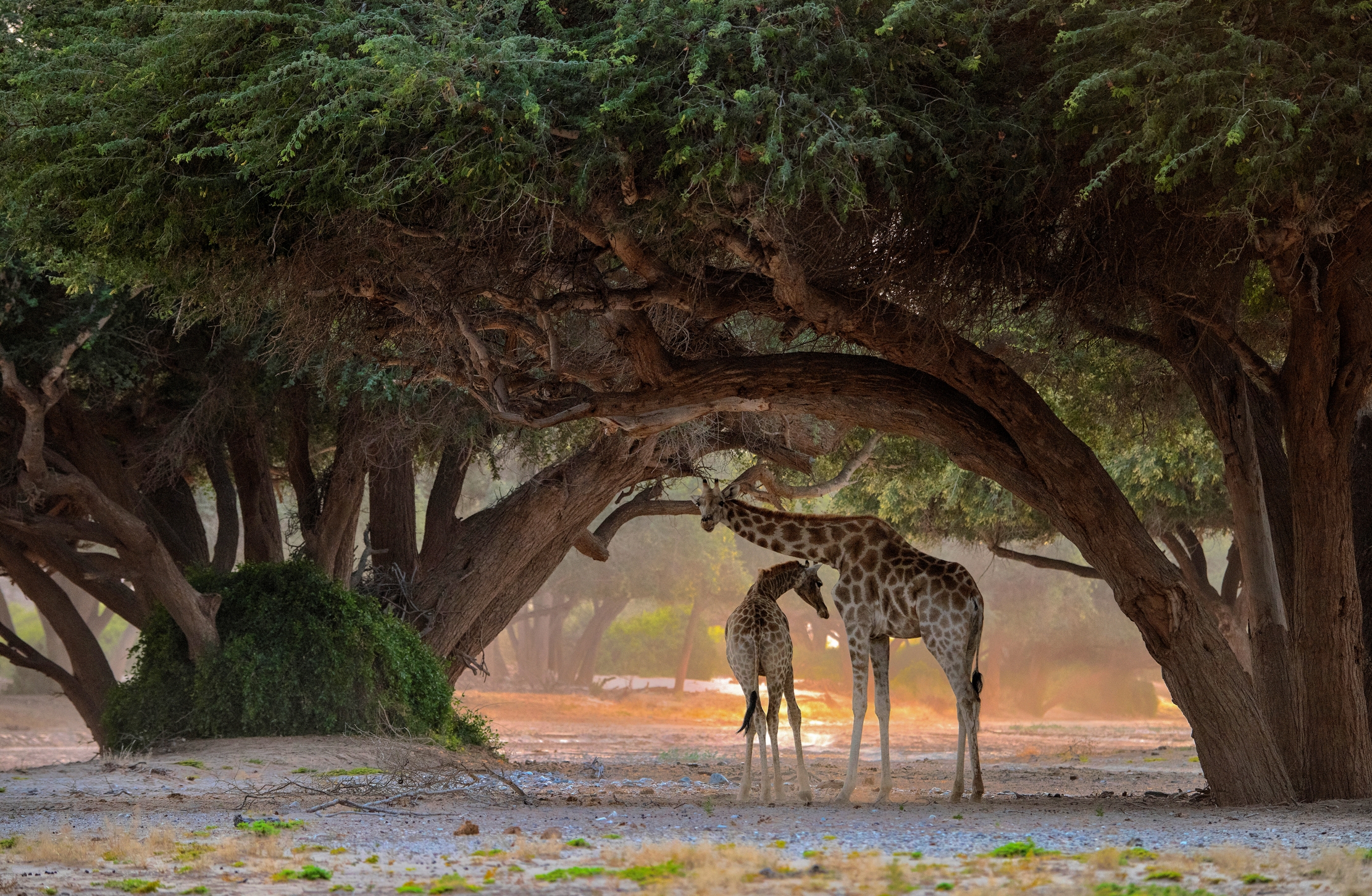 Deserto del Kaokoland - Giraffe...