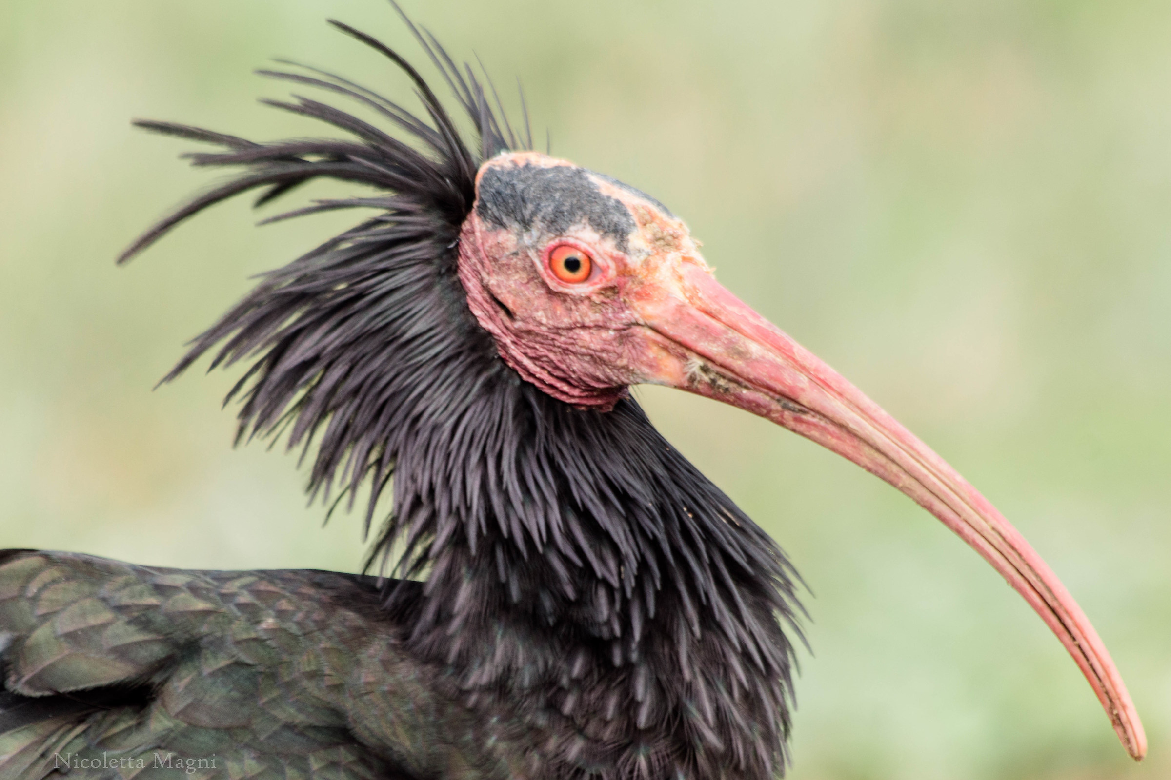 ibis profile...