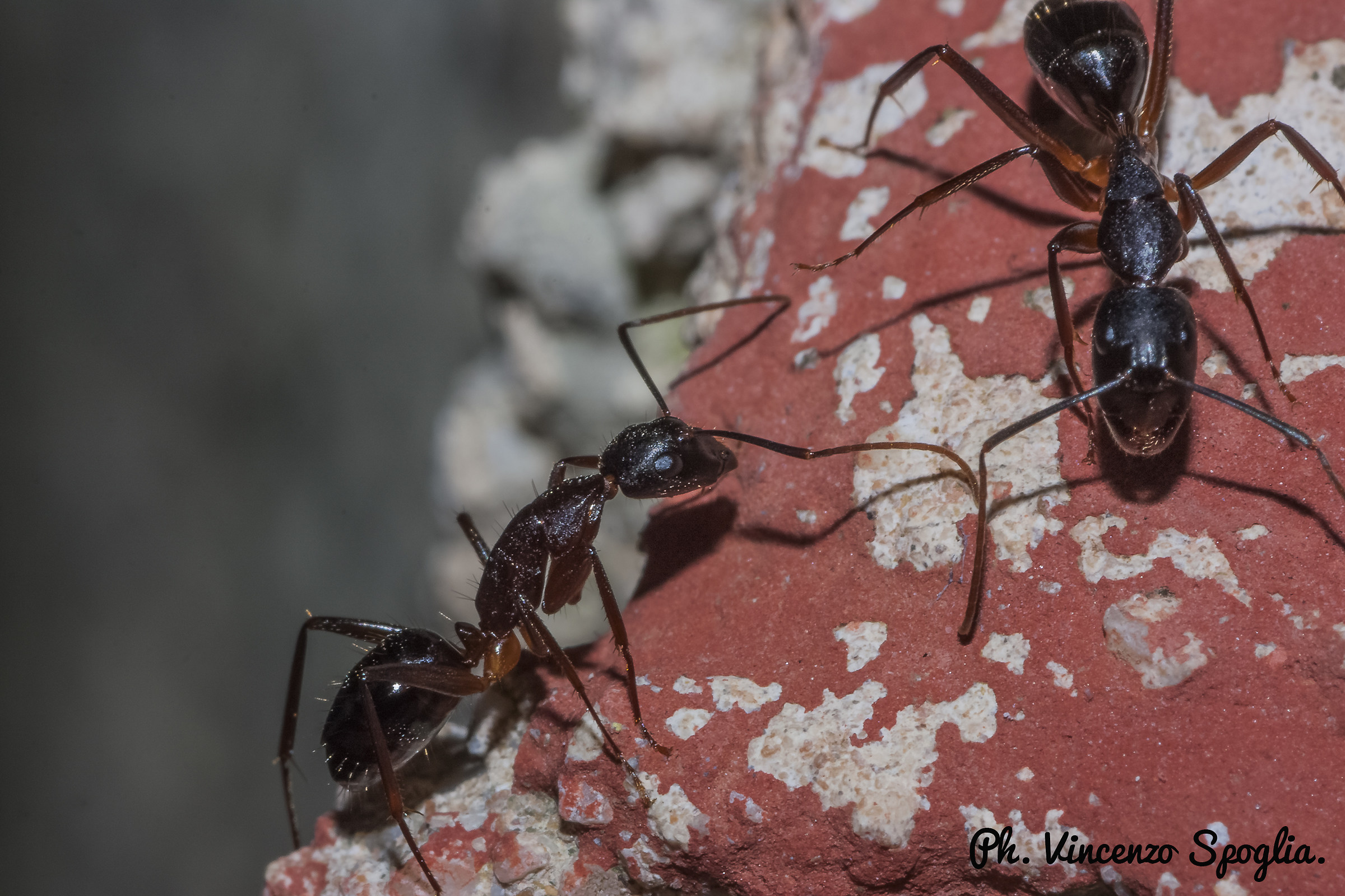 ants...