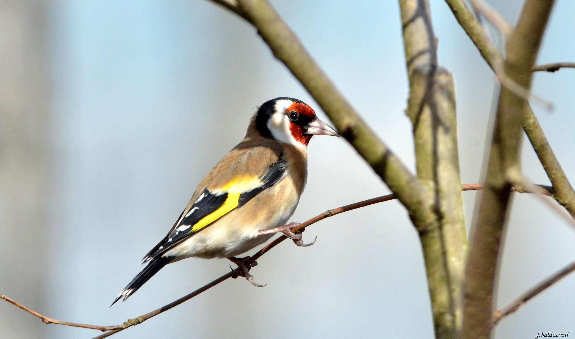 the Goldfinch...
