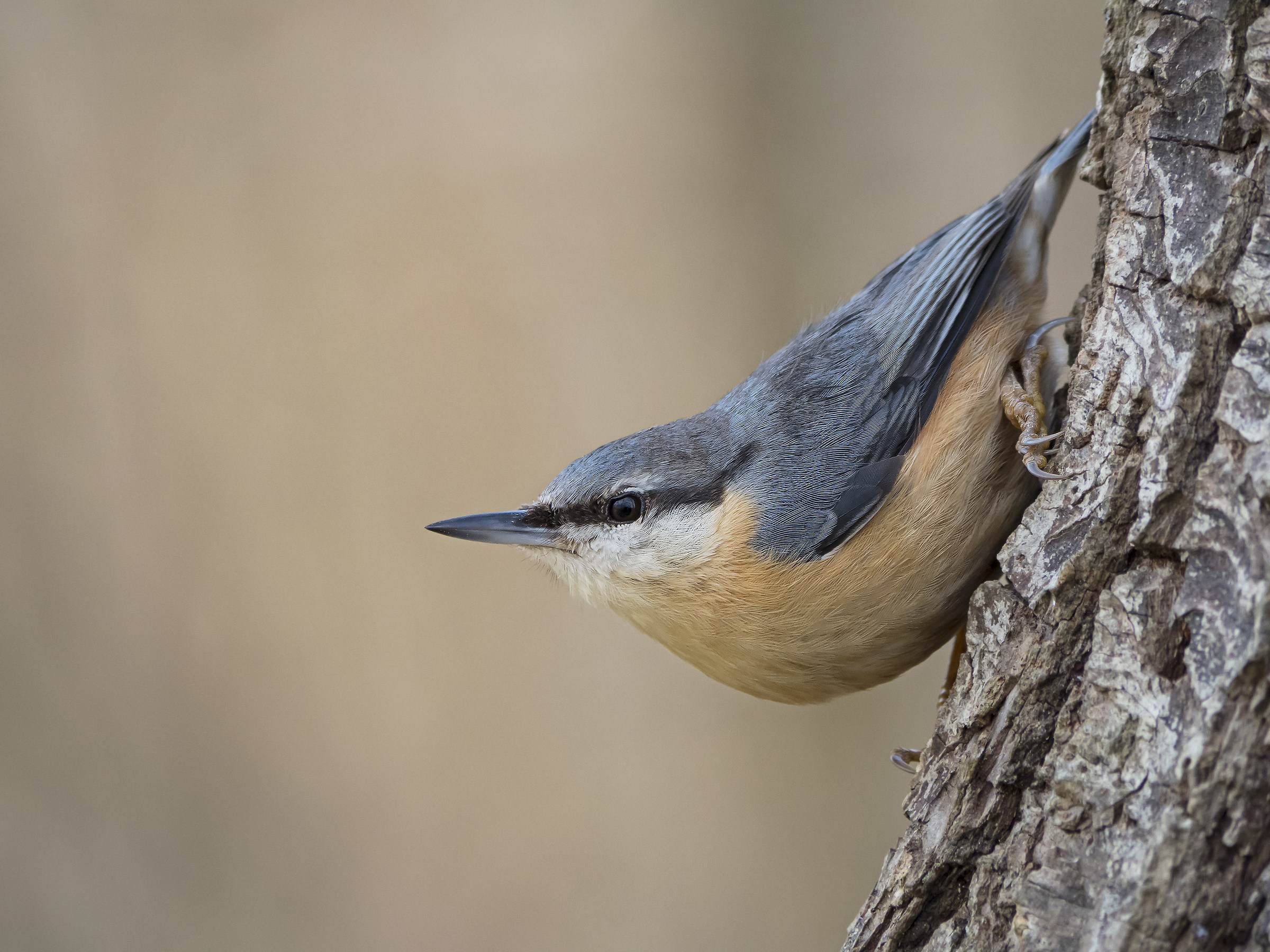 nuthatch...