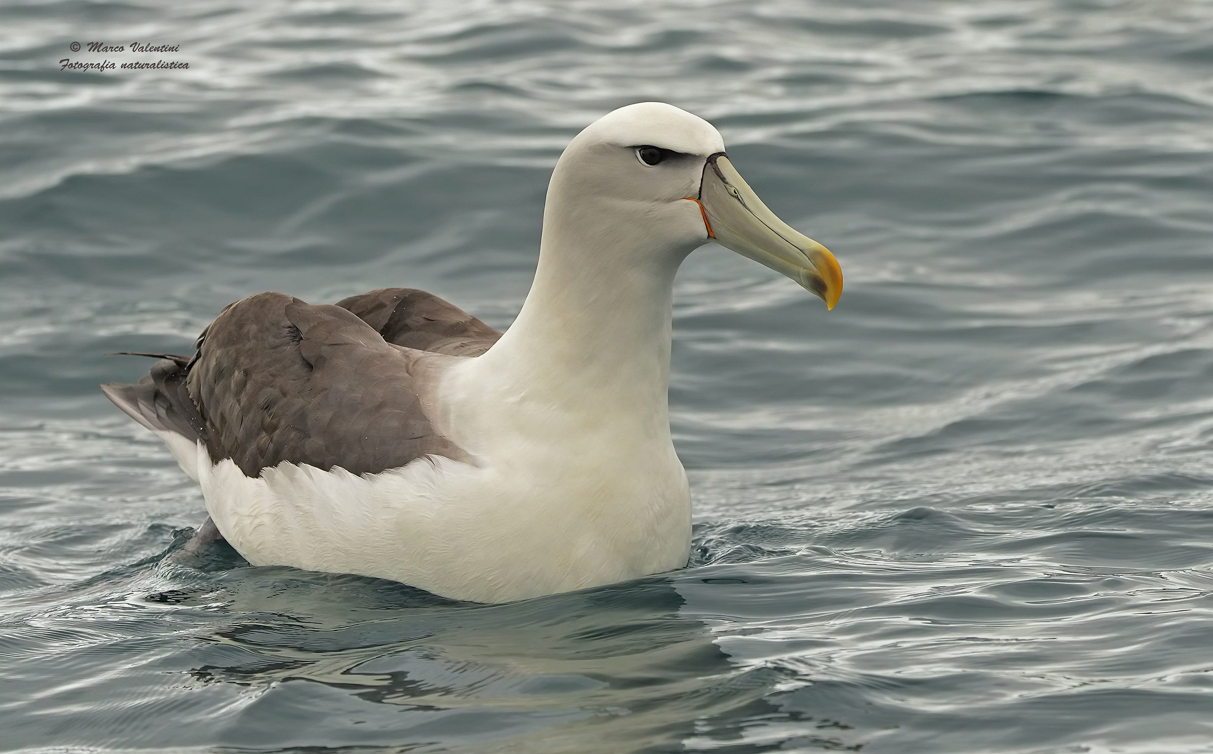 Shy albatross...