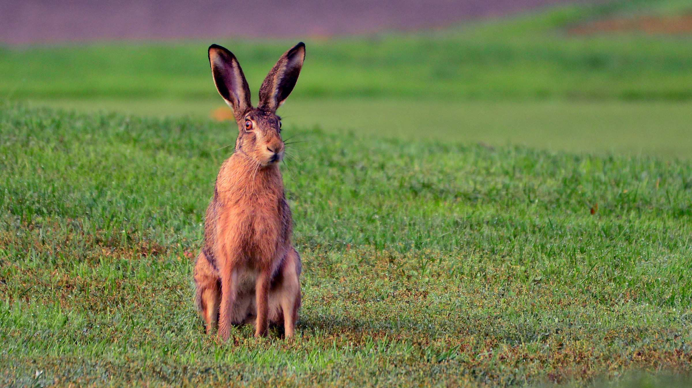 Hare static nostana...